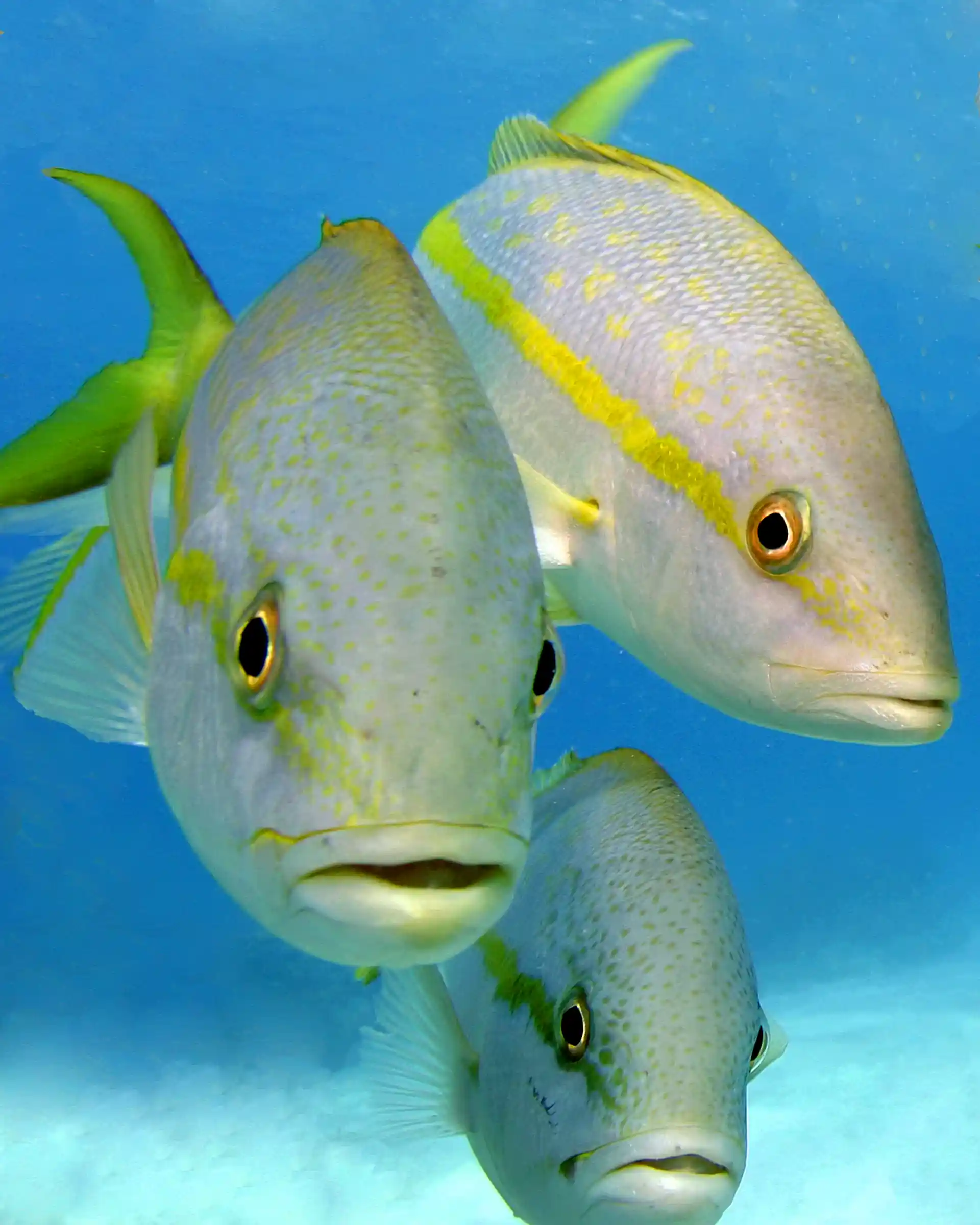 Los pargos amarillos nunca son tímidos.