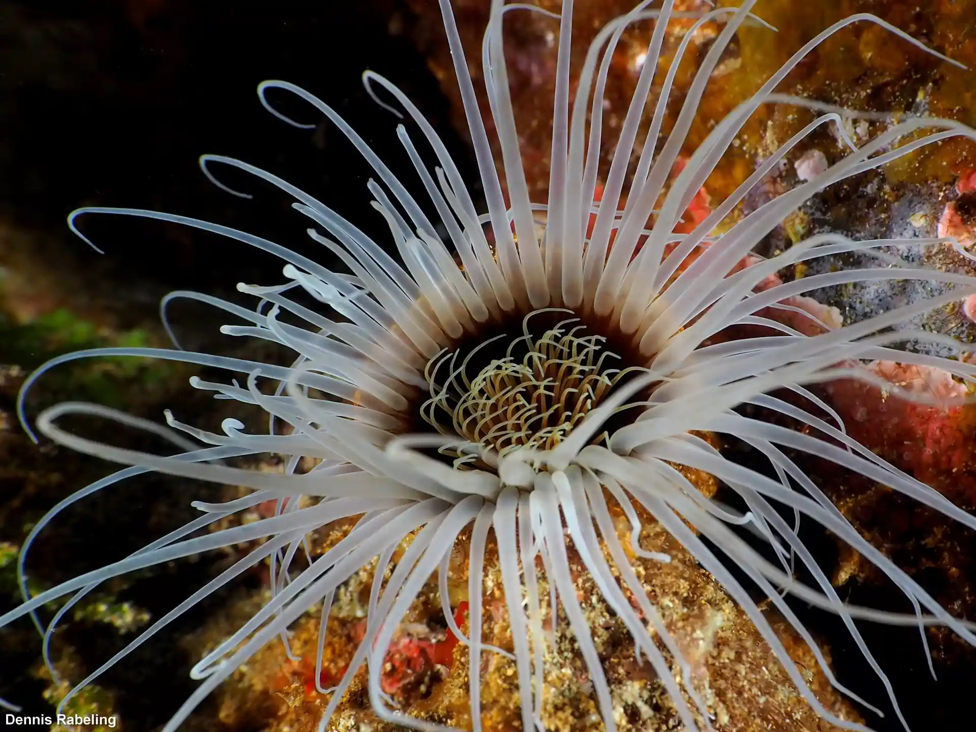 Foto van de duiklocatie