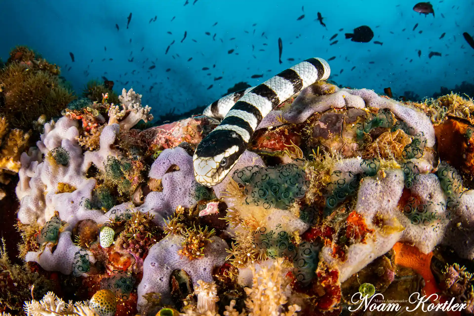 ダイビングサイトの写真