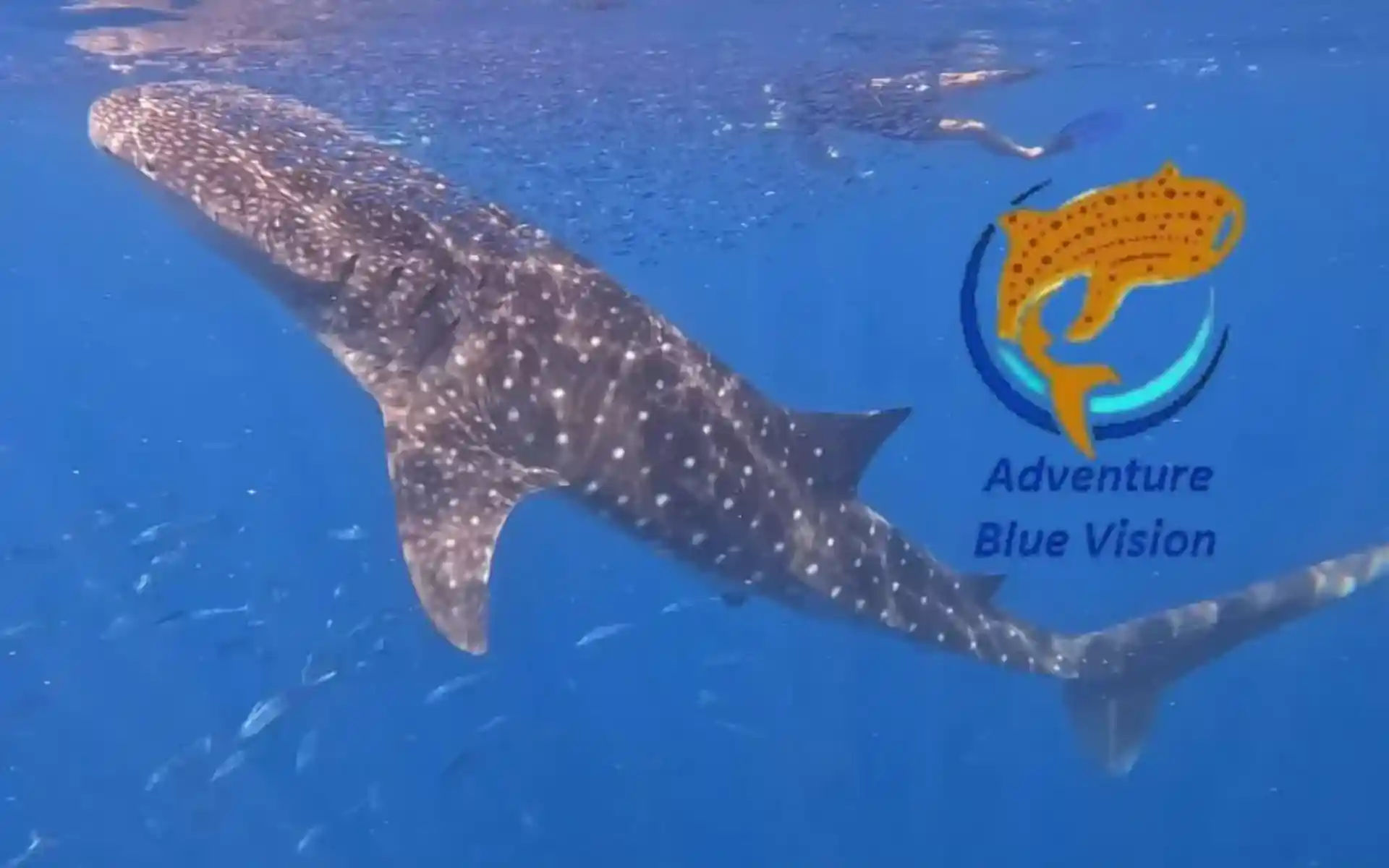 The largest whale shark in the world!!