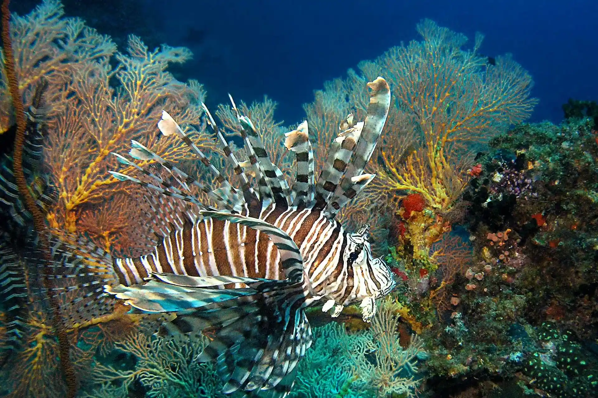 Dive site photo