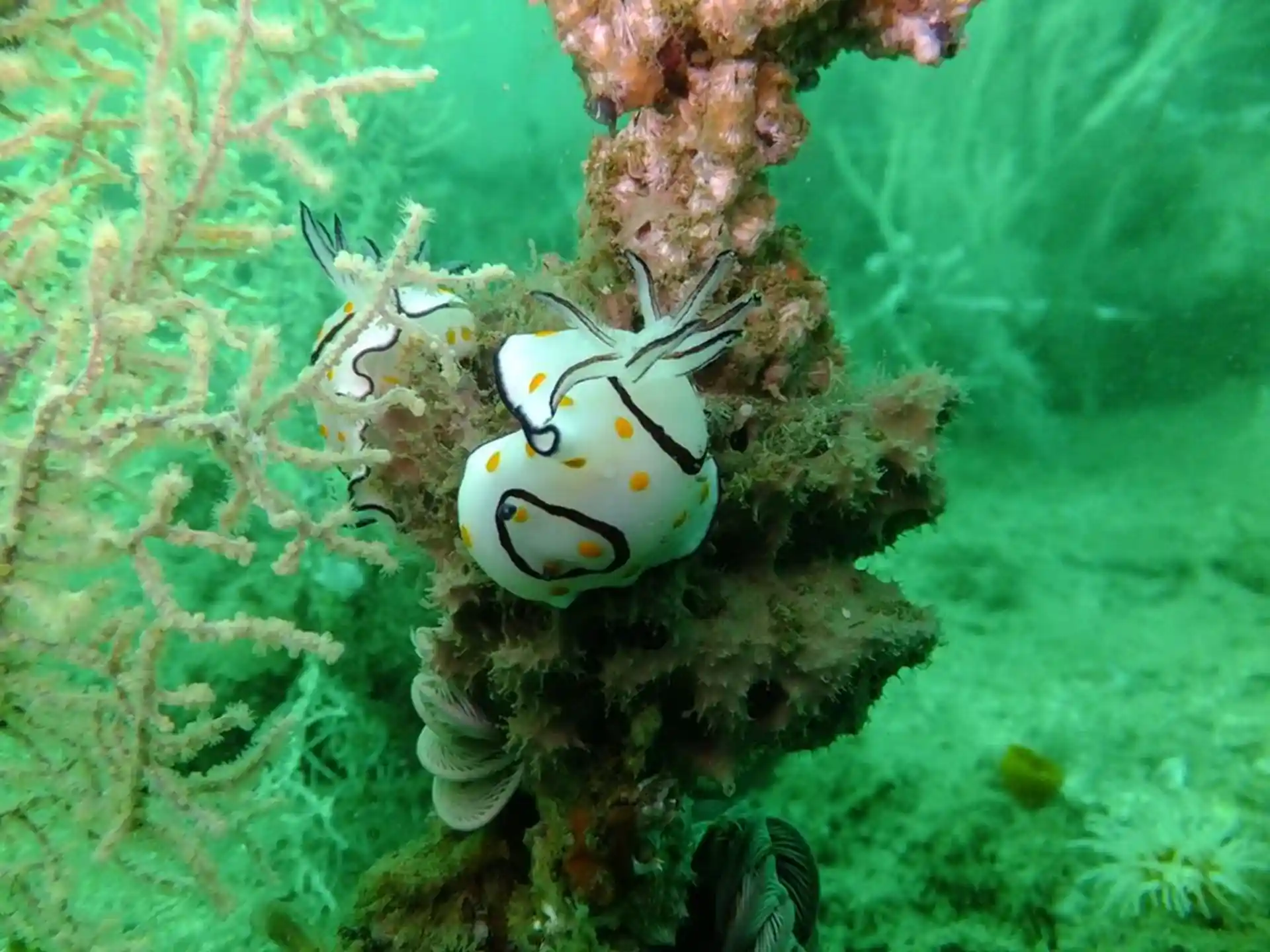 Dive site photo