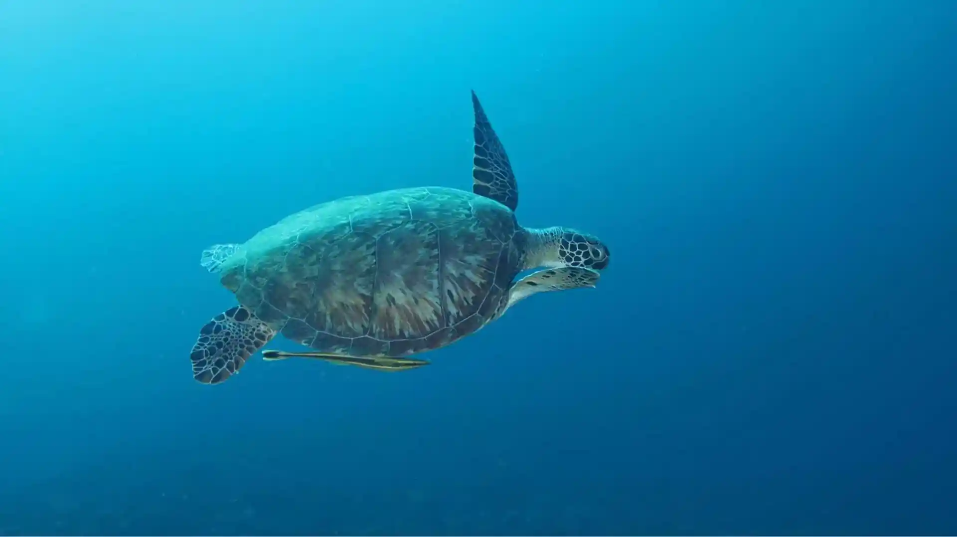 Dive site photo