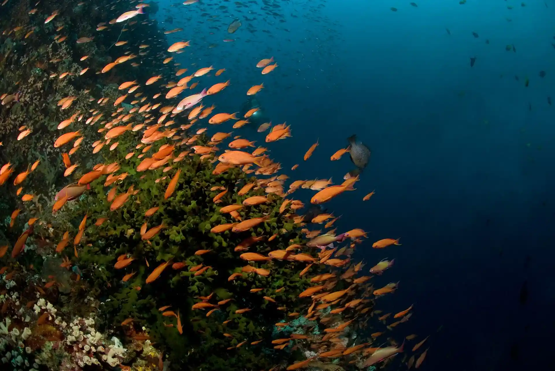 다이빙 포인트 사진