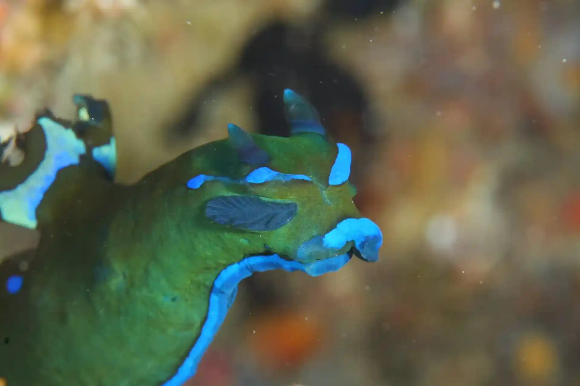 PADI Advanced Open Water Diver