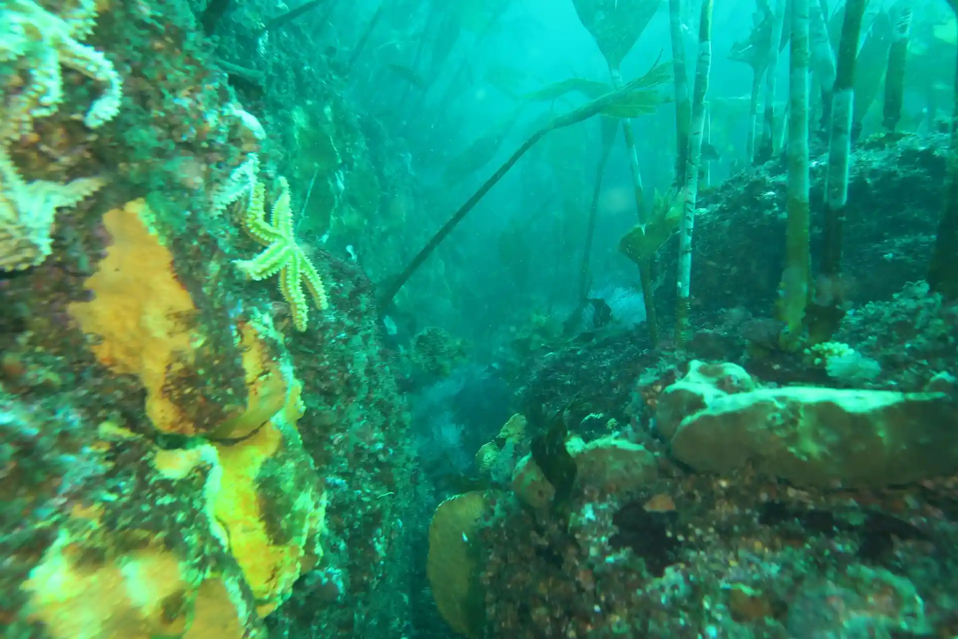 Photo du site de plongée