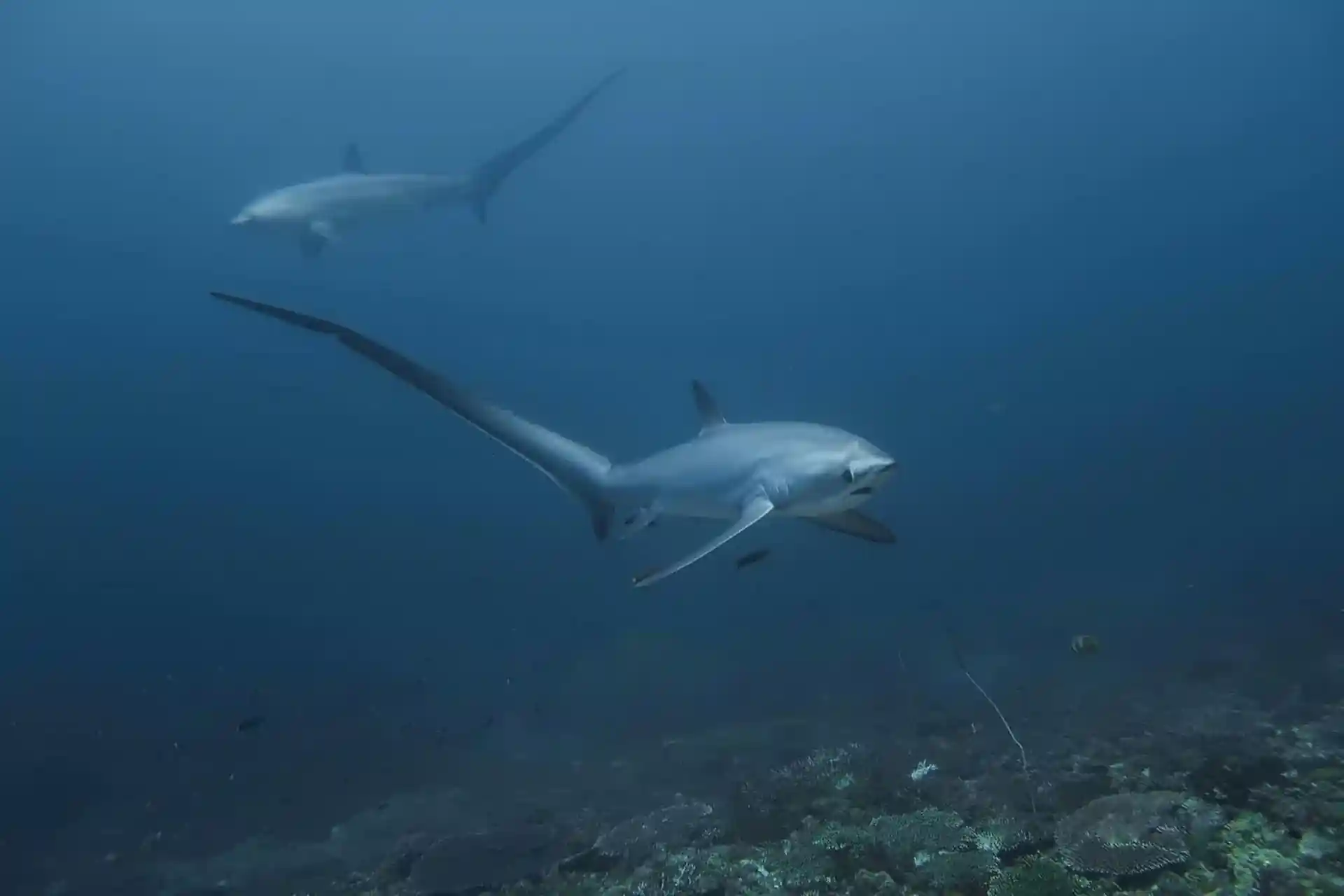 Thresher sharks at Monad Shoal dive site
