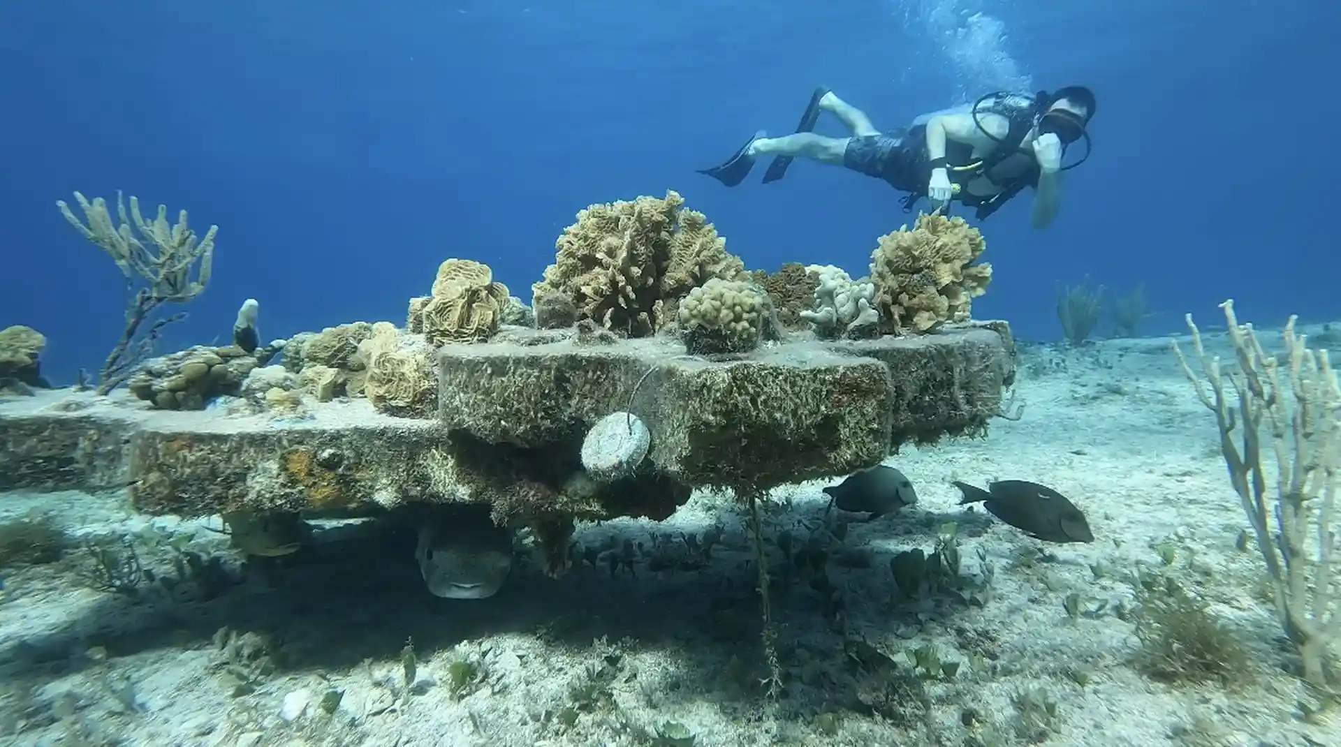 Learn to live amongst coral restoration projects.