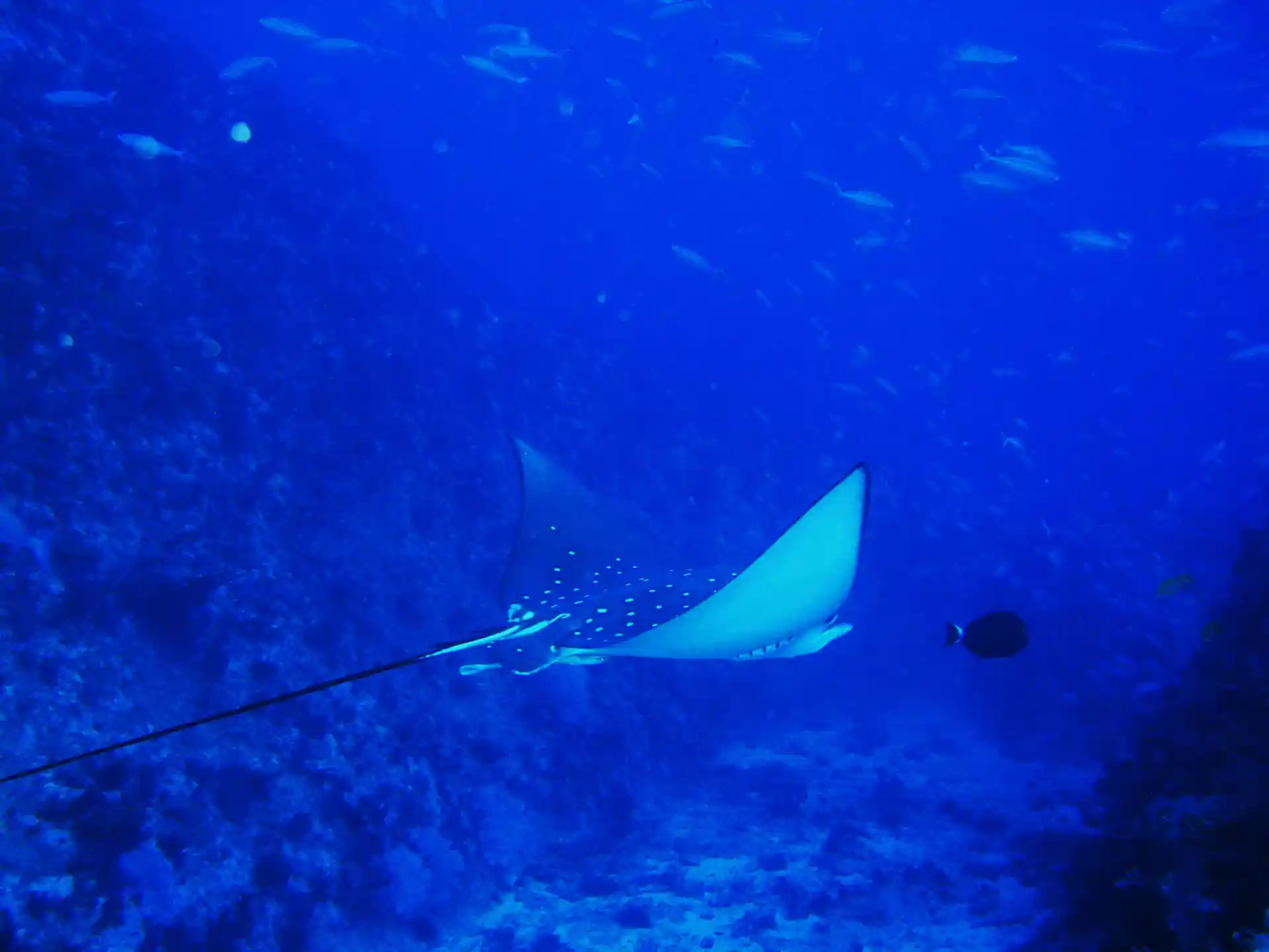 Dive shop photo