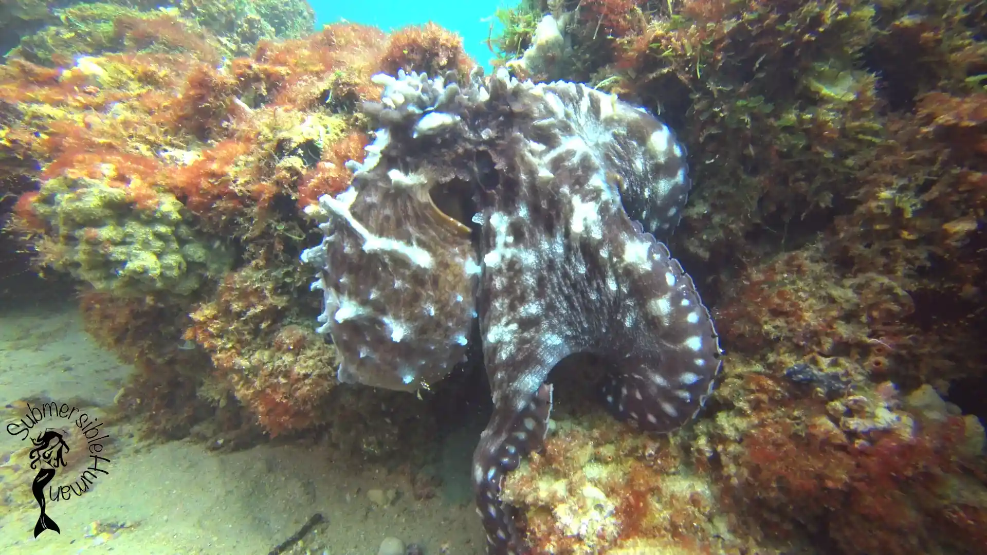 Dive site photo