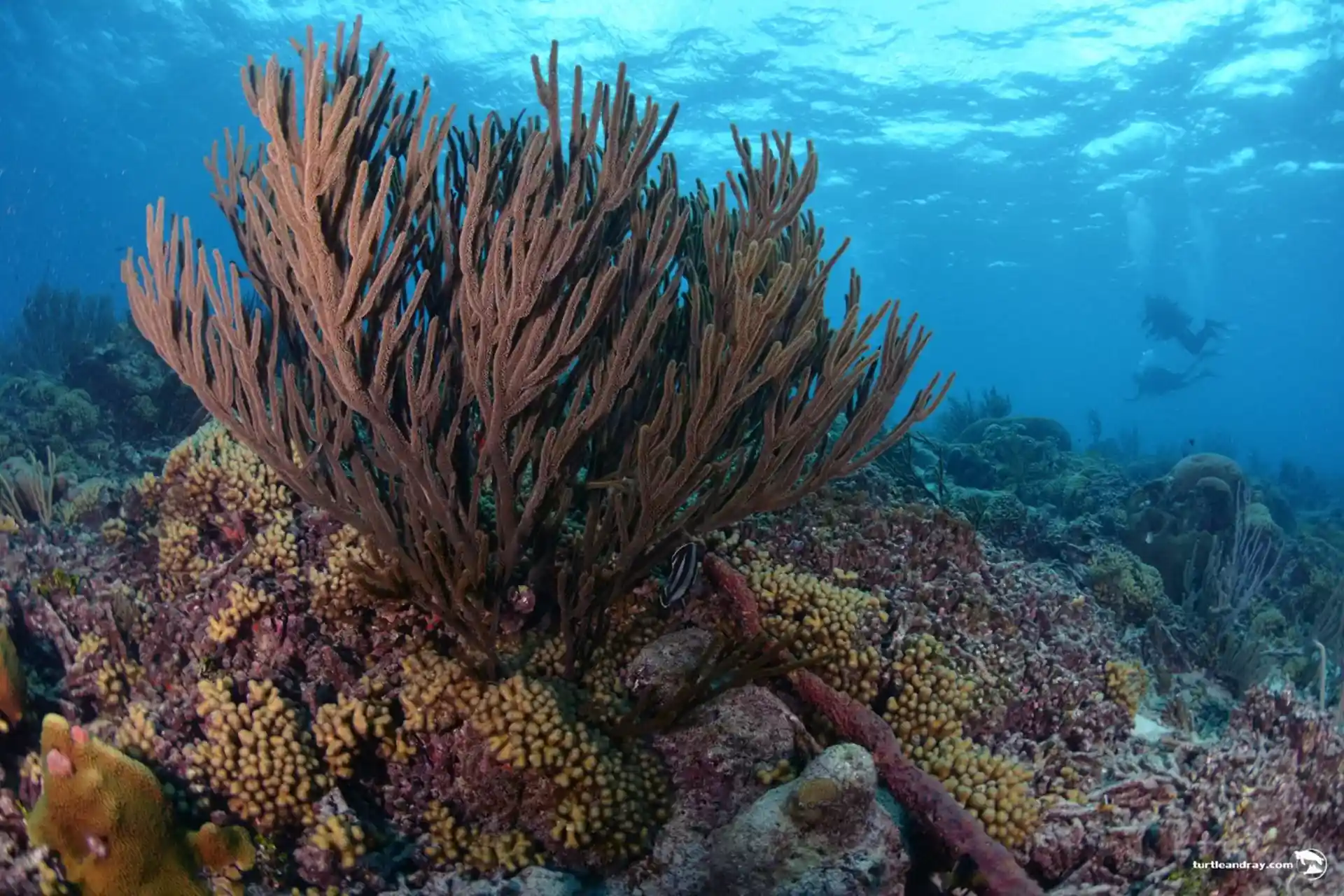 Dive site photo