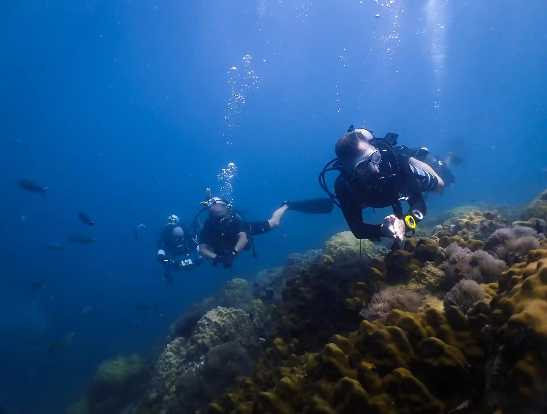 Drift diving, go with the flow and glide effortlessly over the reef
