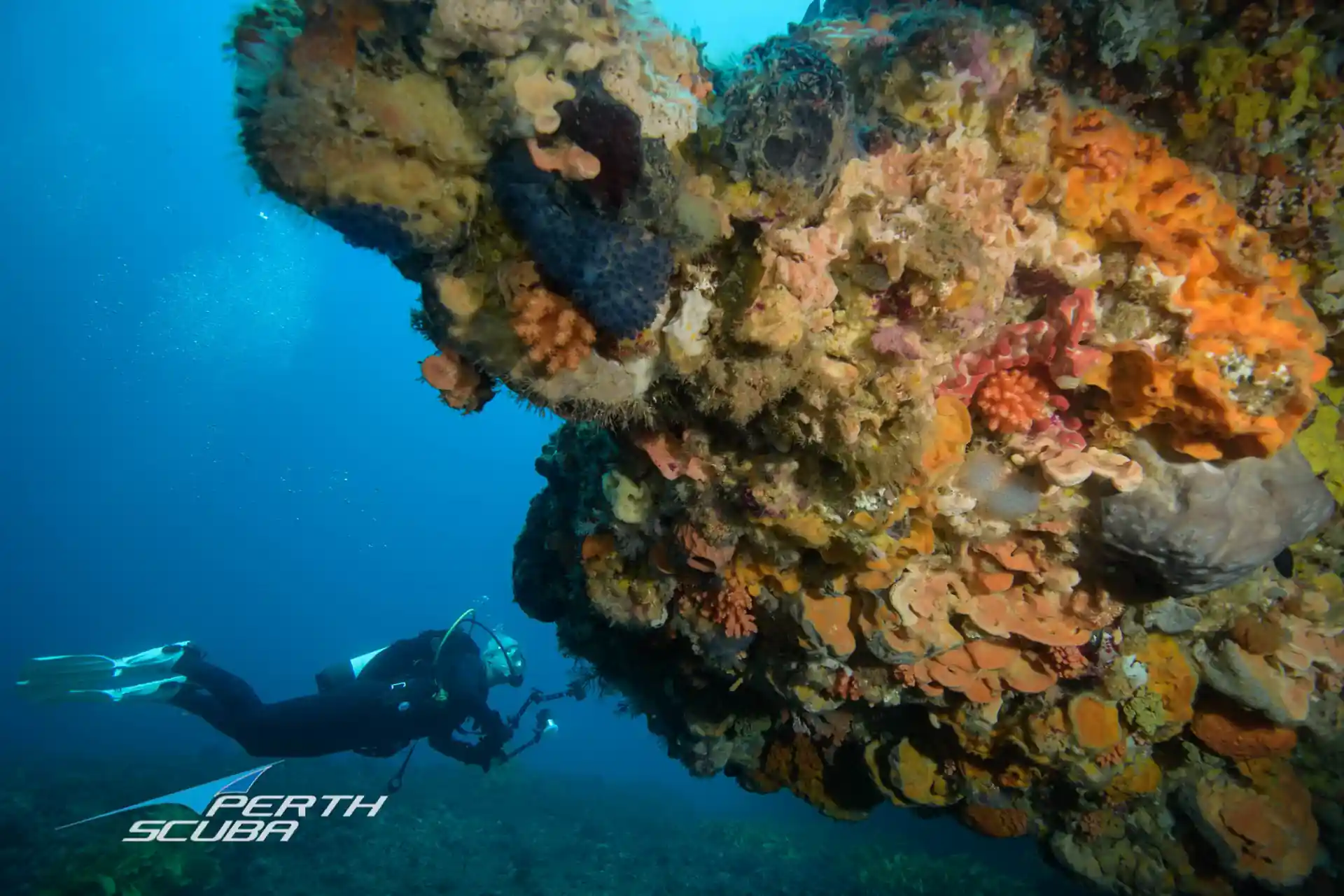 Colourful coral at Rottnest Island Western Australia
