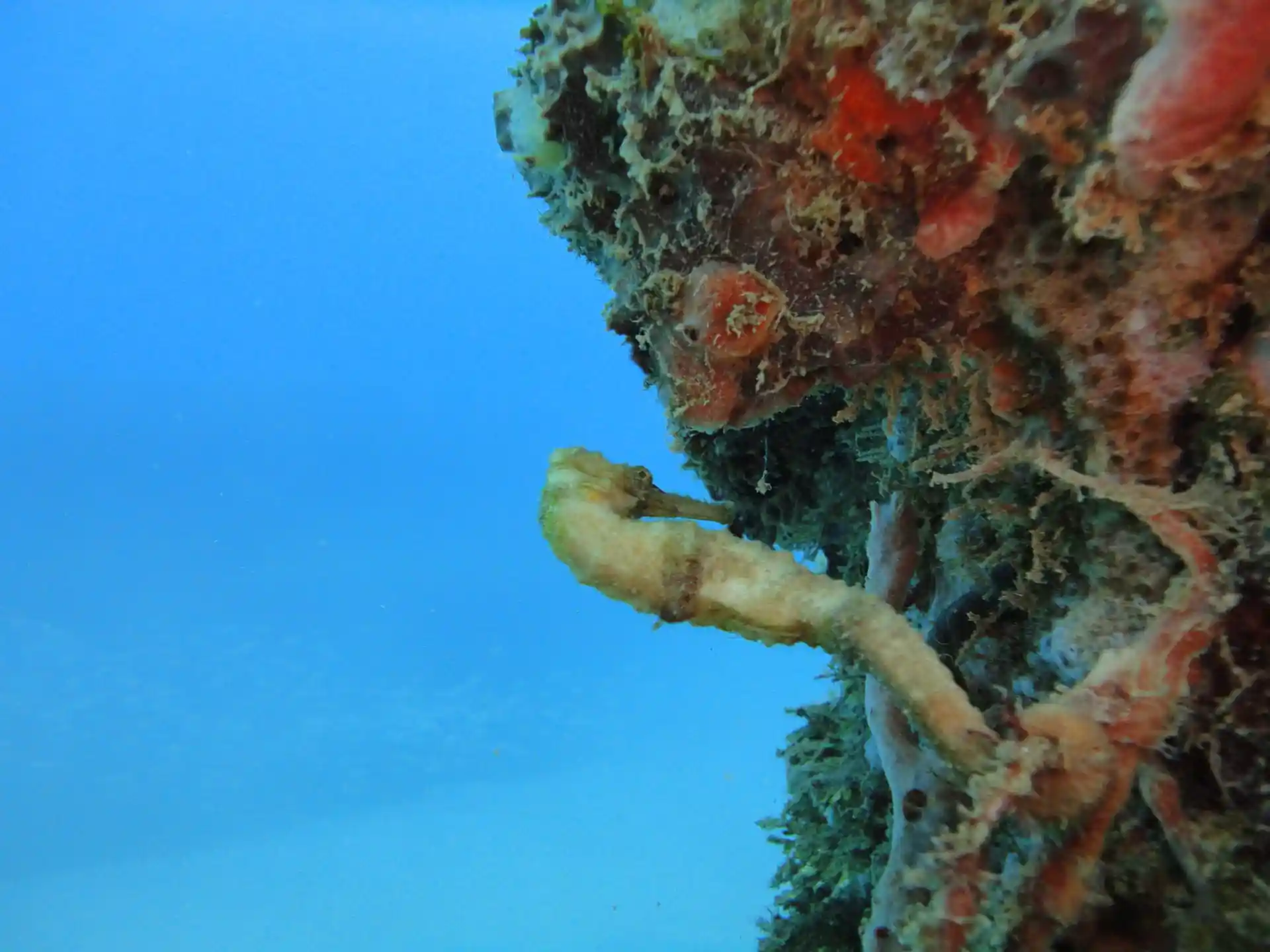 ダイビングサイトの写真