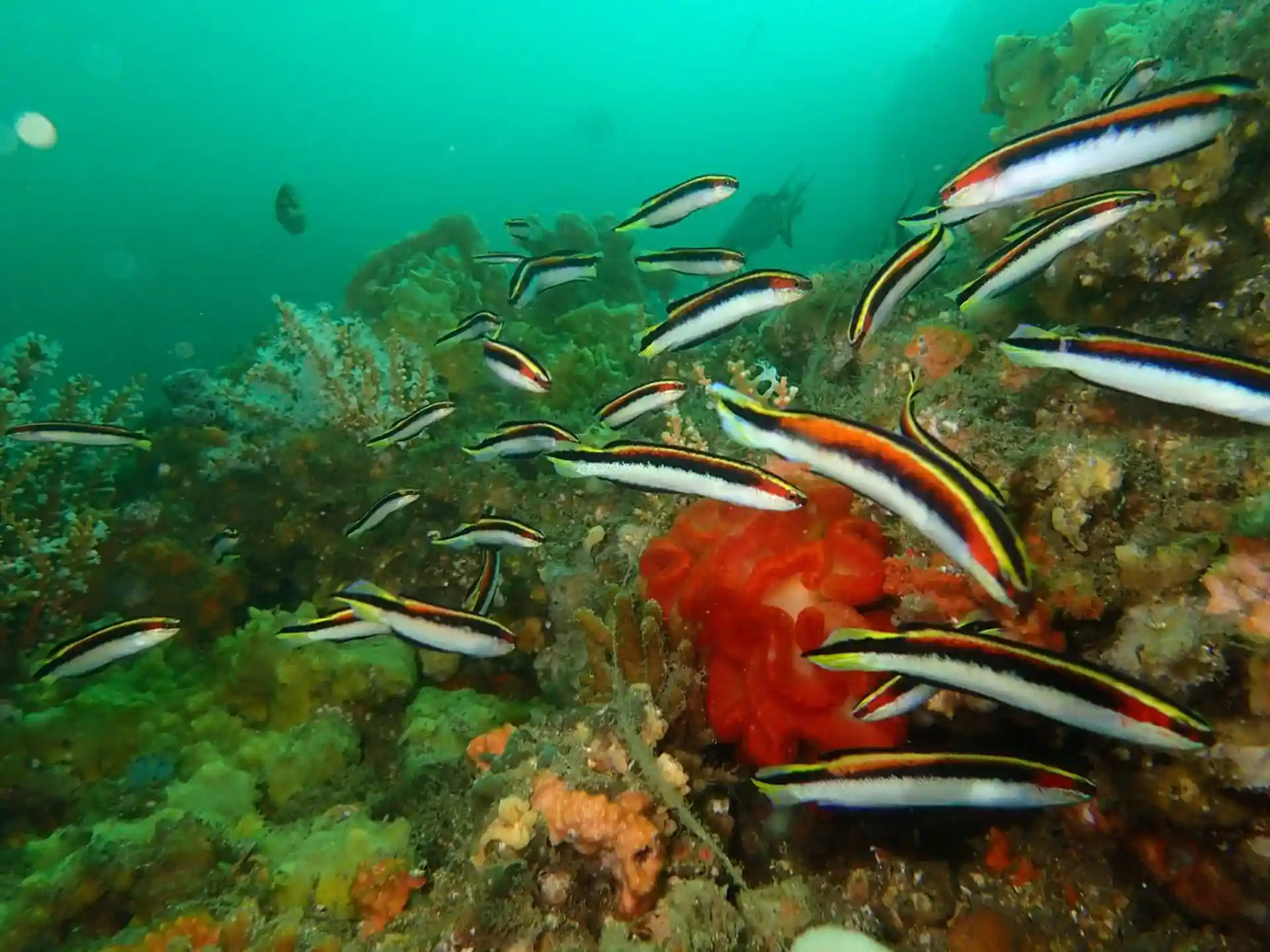 Photo du site de plongée