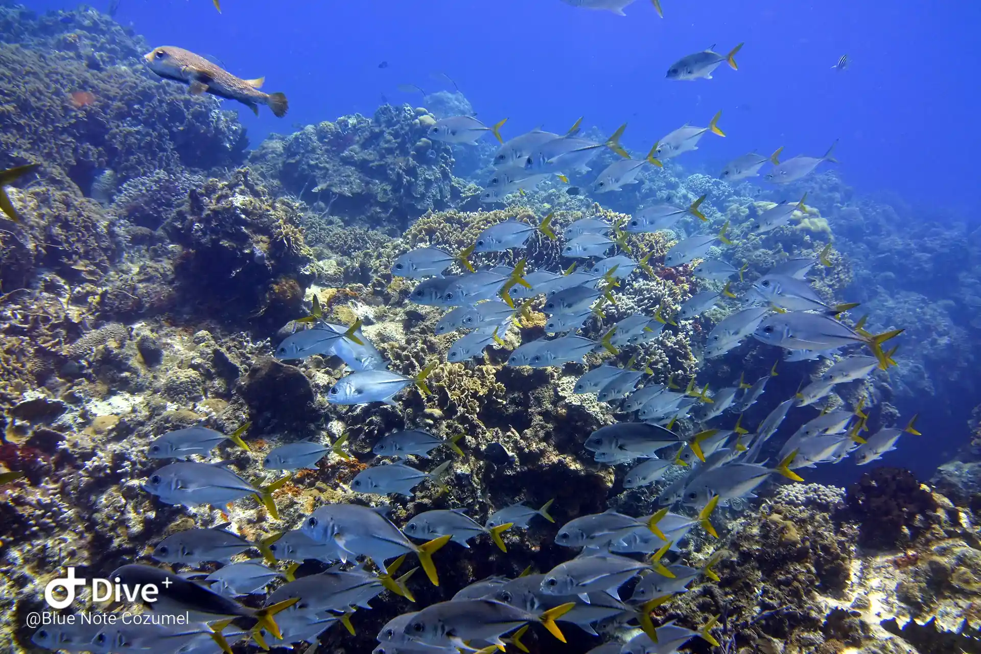 Schools of Fish in Cozumel