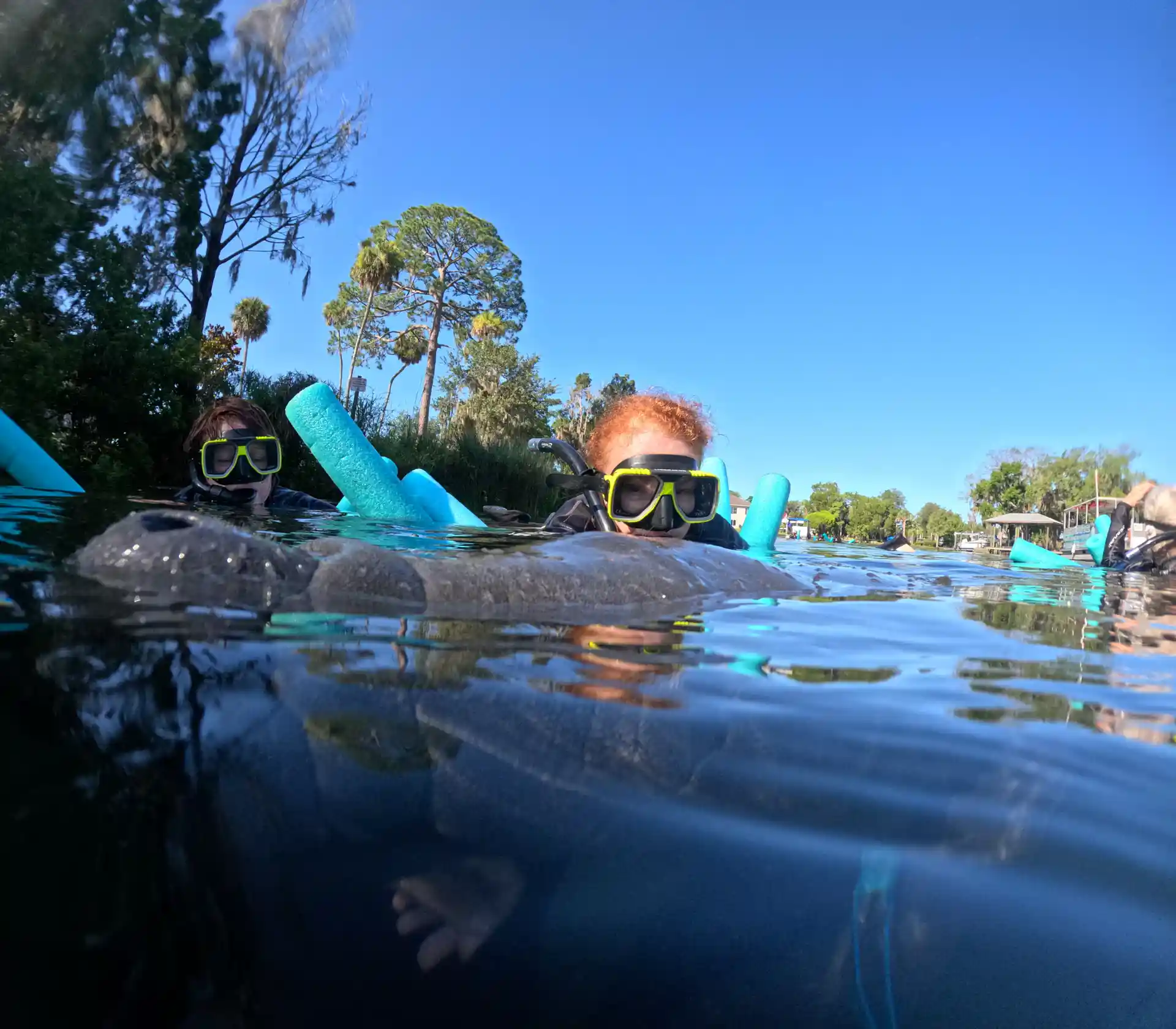 Snorkeler watching from the surface as a manatee comes up for a breath