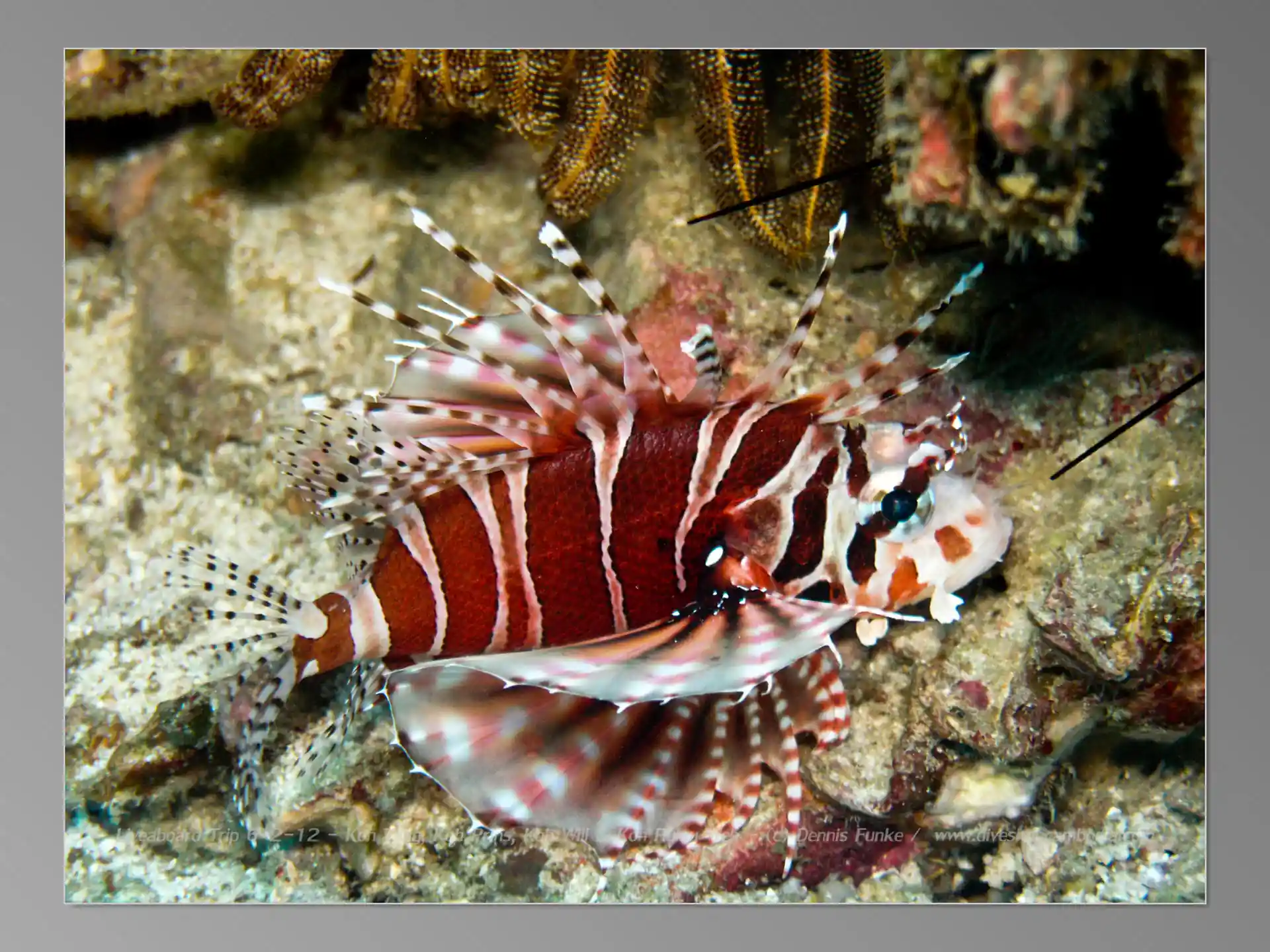 Dive site photo