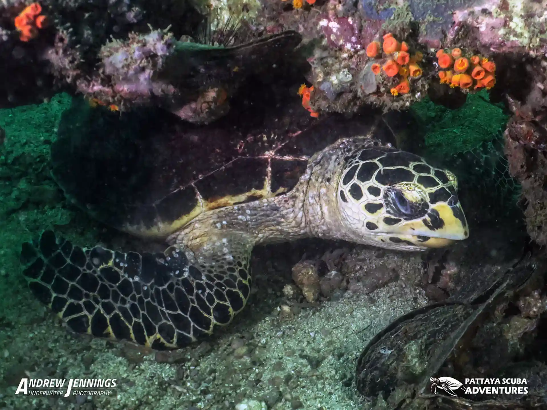 ダイビングサイトの写真