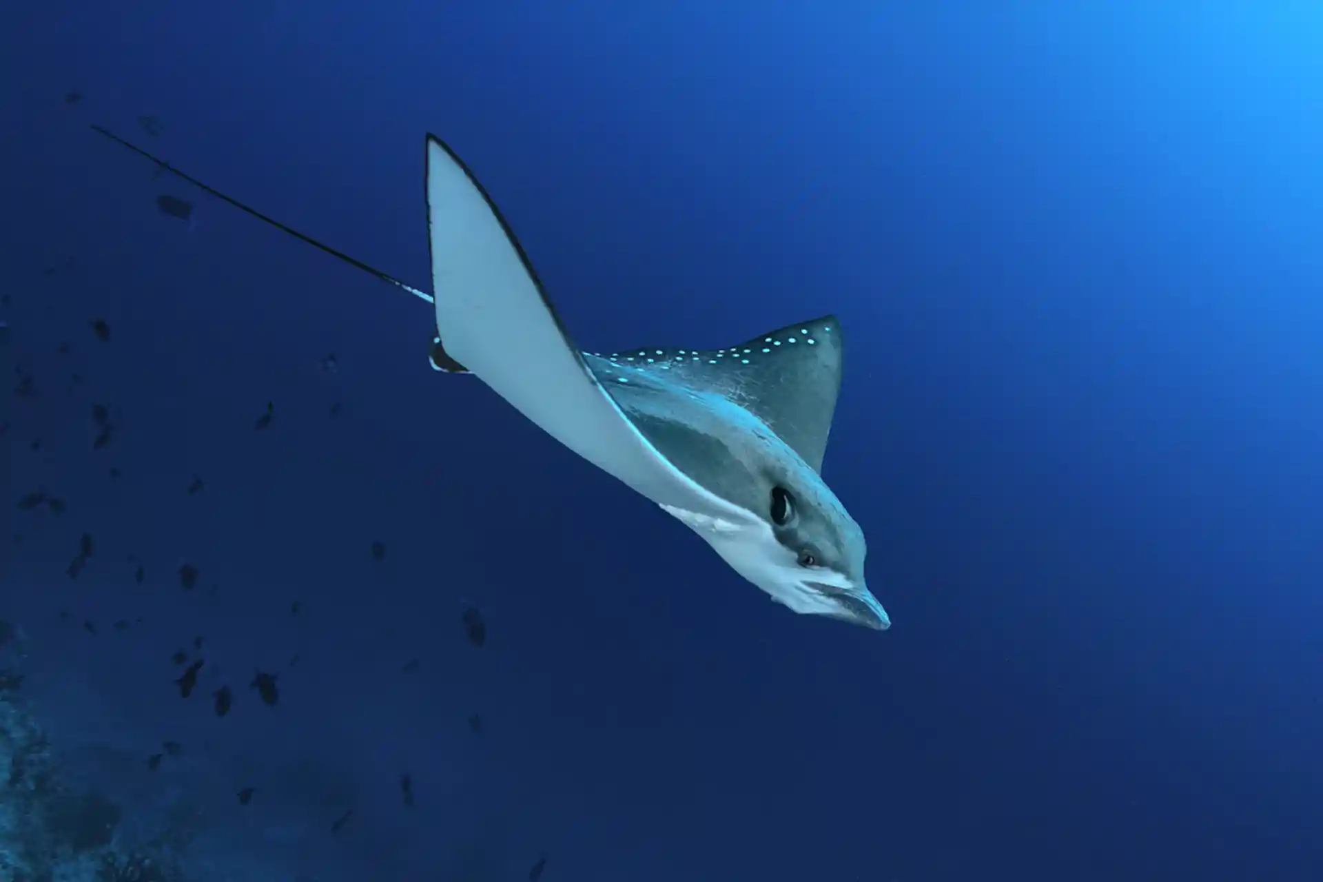 Dive site photo