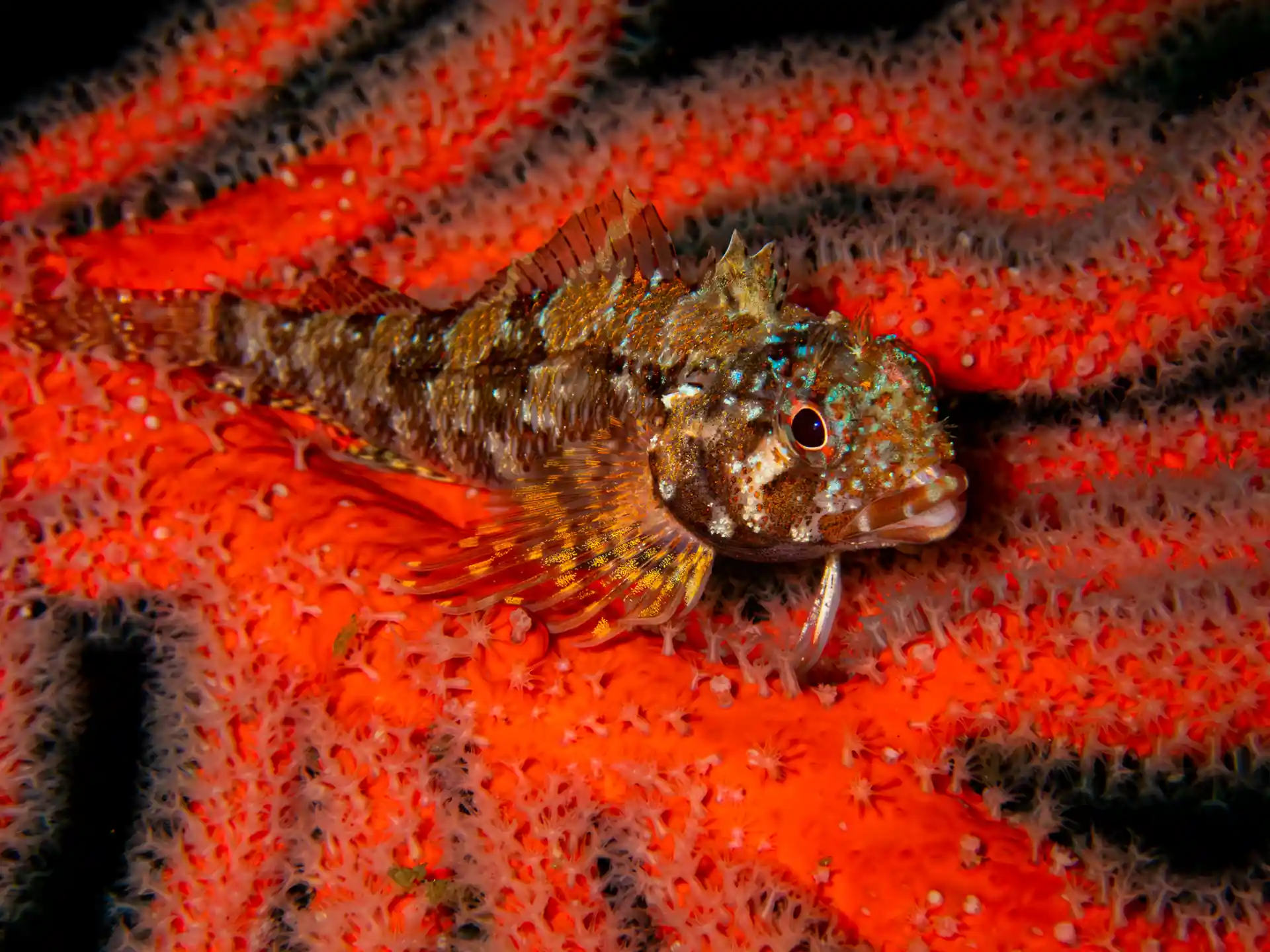 Dive site photo