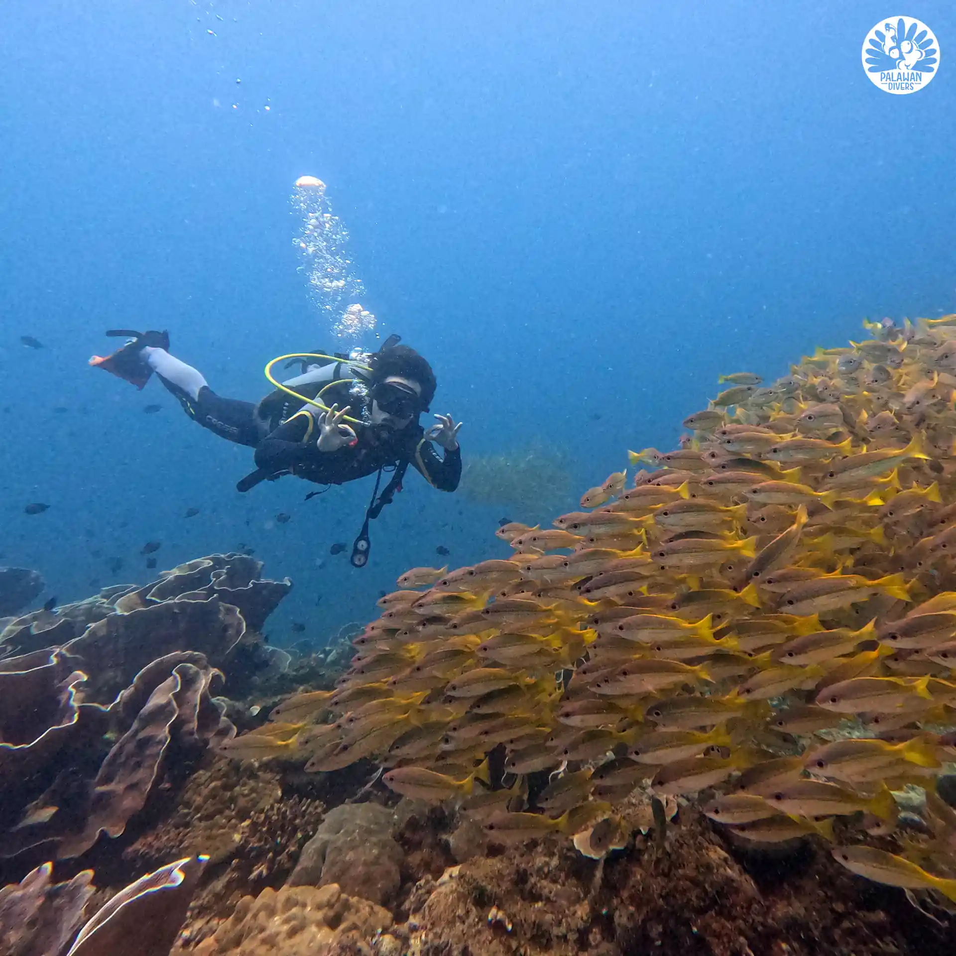 South Miniloc Dive Site Snapper encounter - El Nido - Palawan