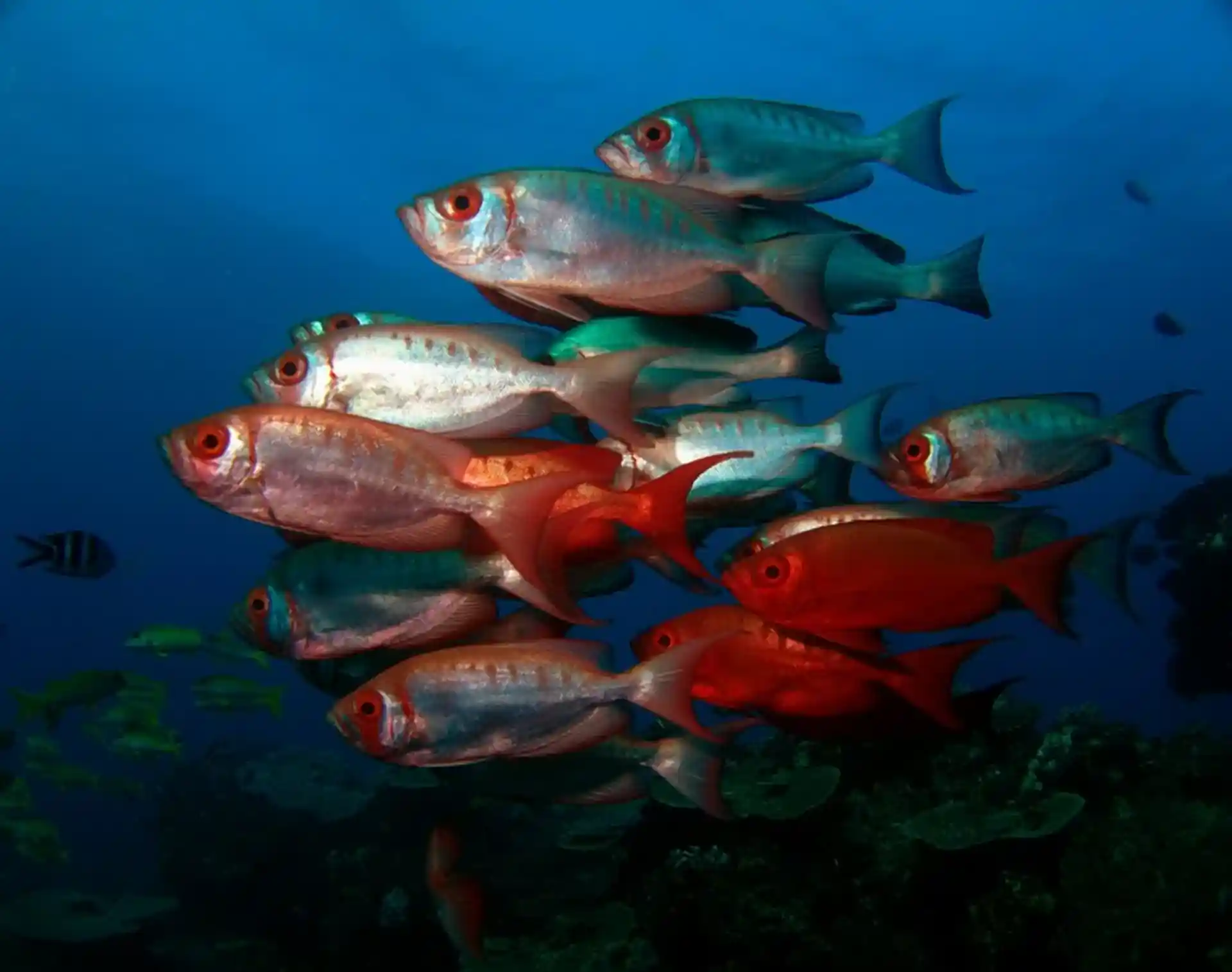 ダイビングサイトの写真