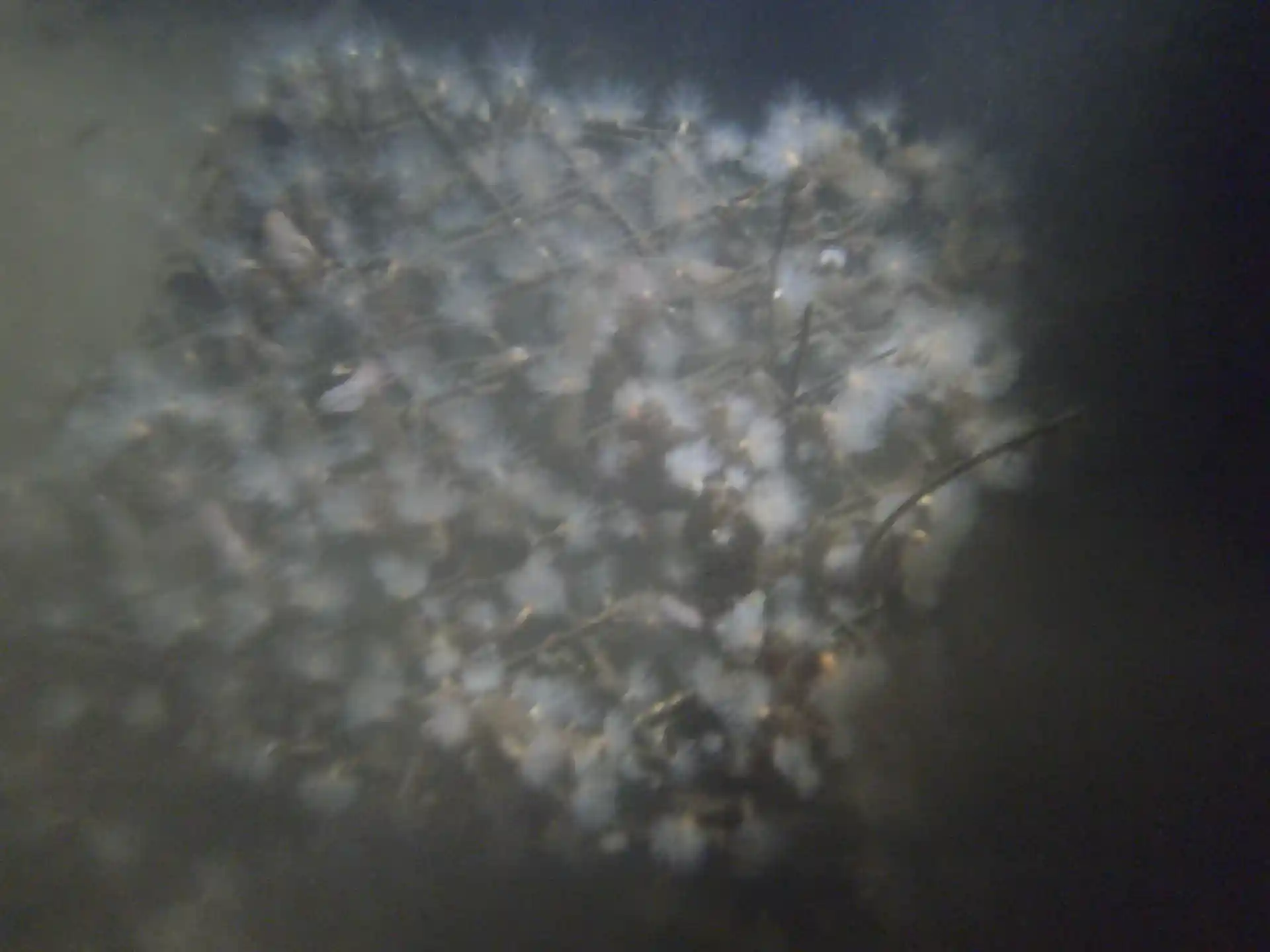 Dive site photo