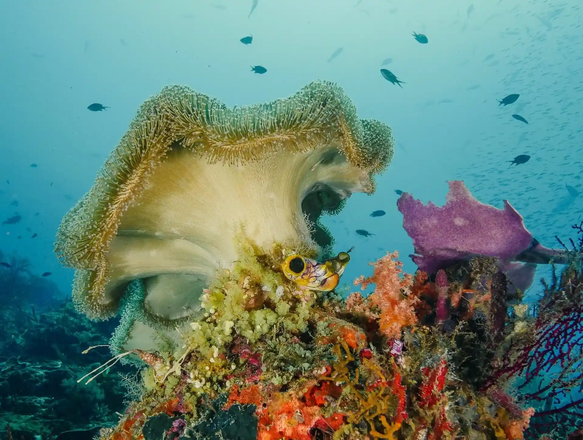 ダイビングサイトの写真