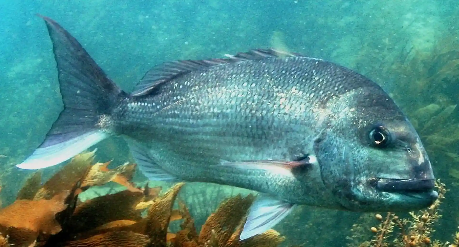 Dive site photo