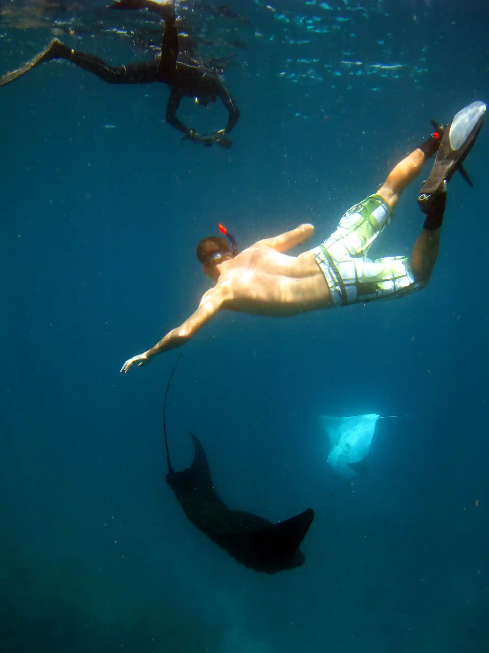 me and the manta rays