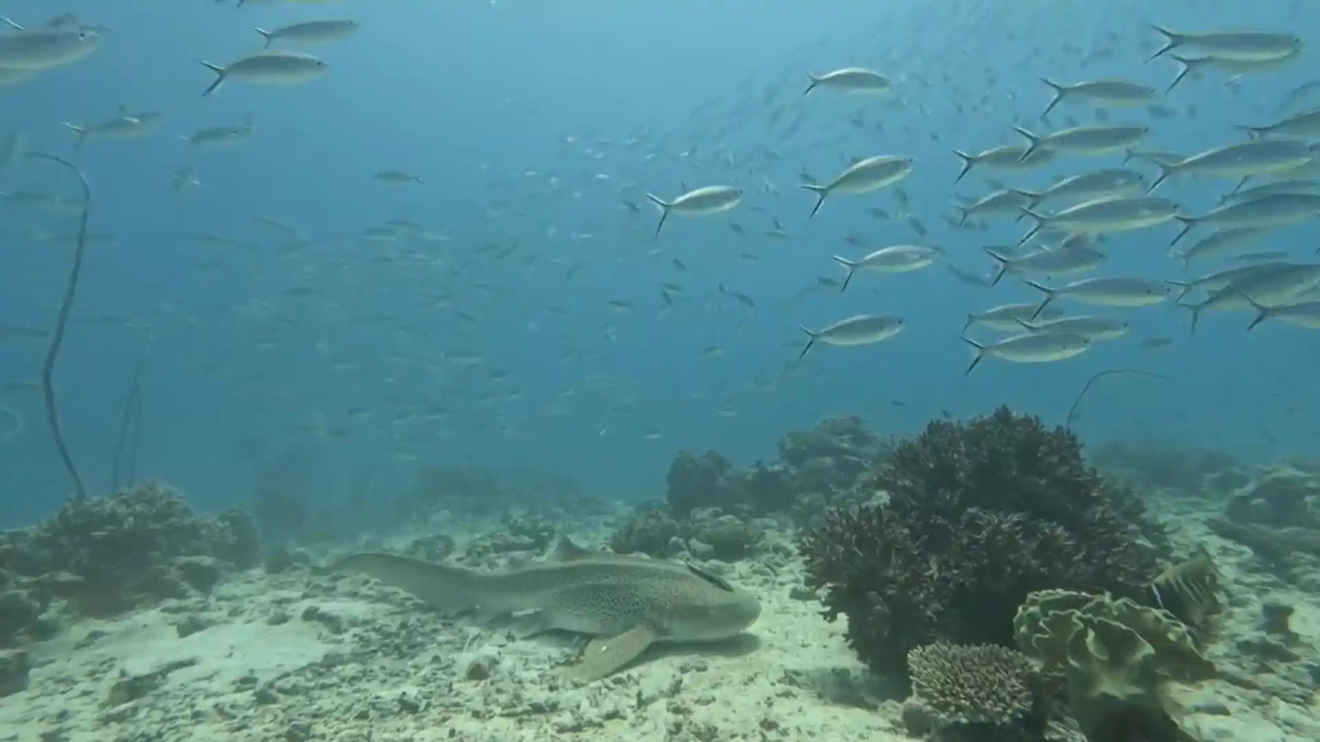 다이빙 포인트 사진