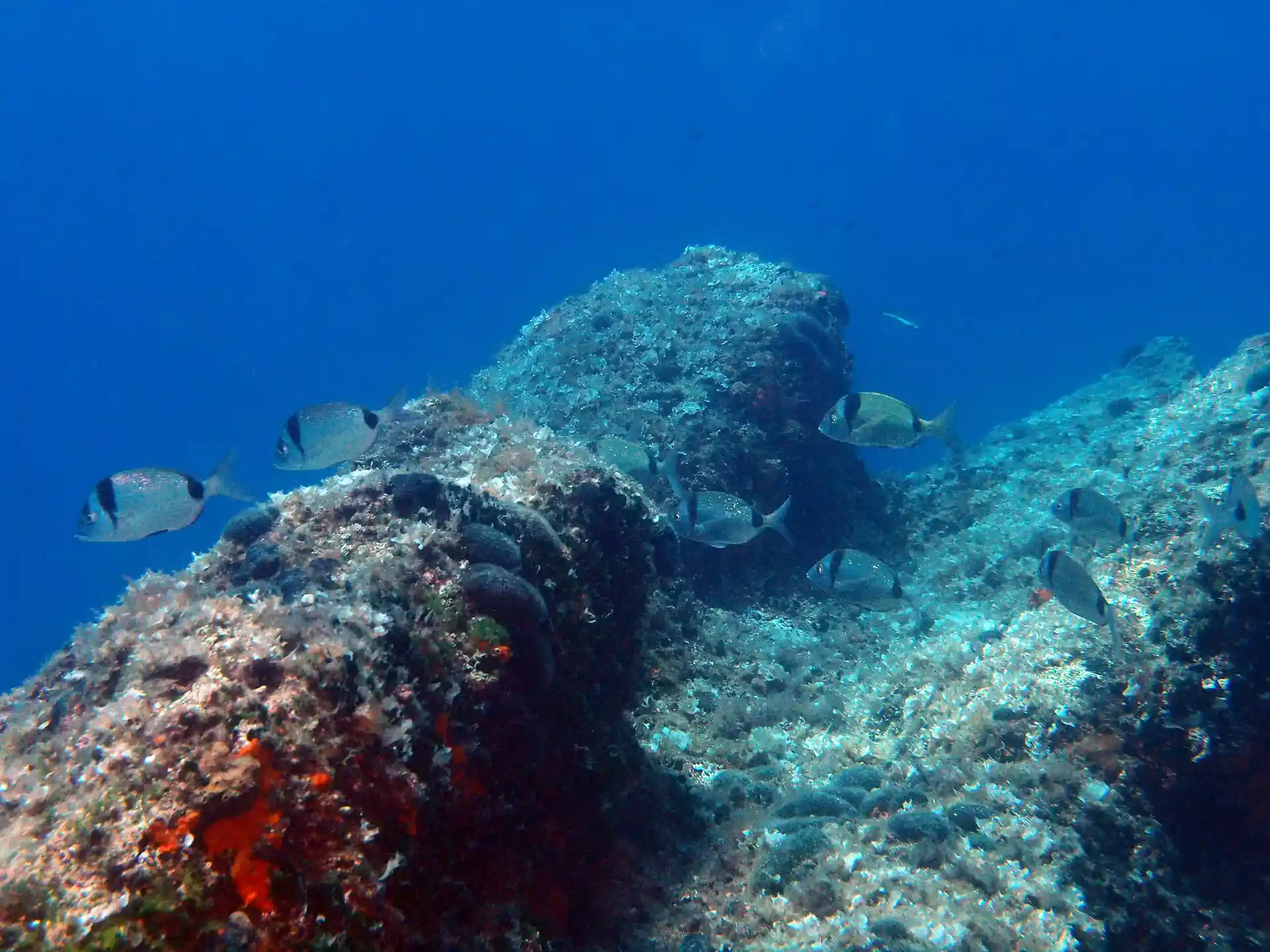 ダイビングサイトの写真