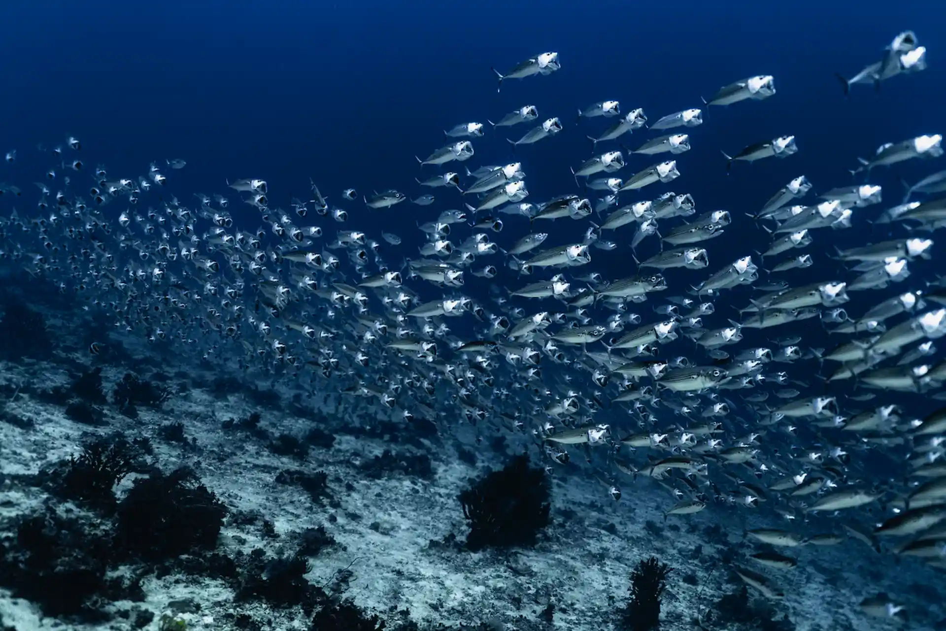Schools of big mouth mackerel