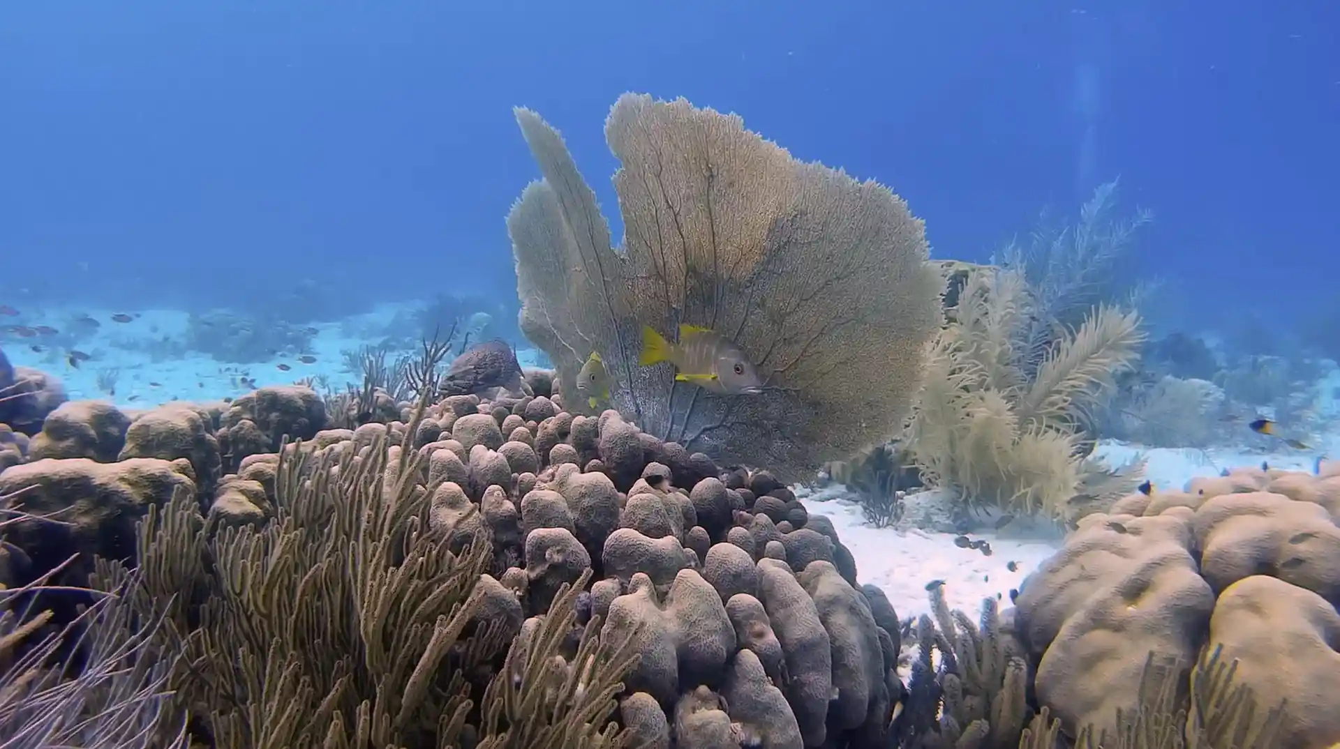 Foto del sitio de buceo