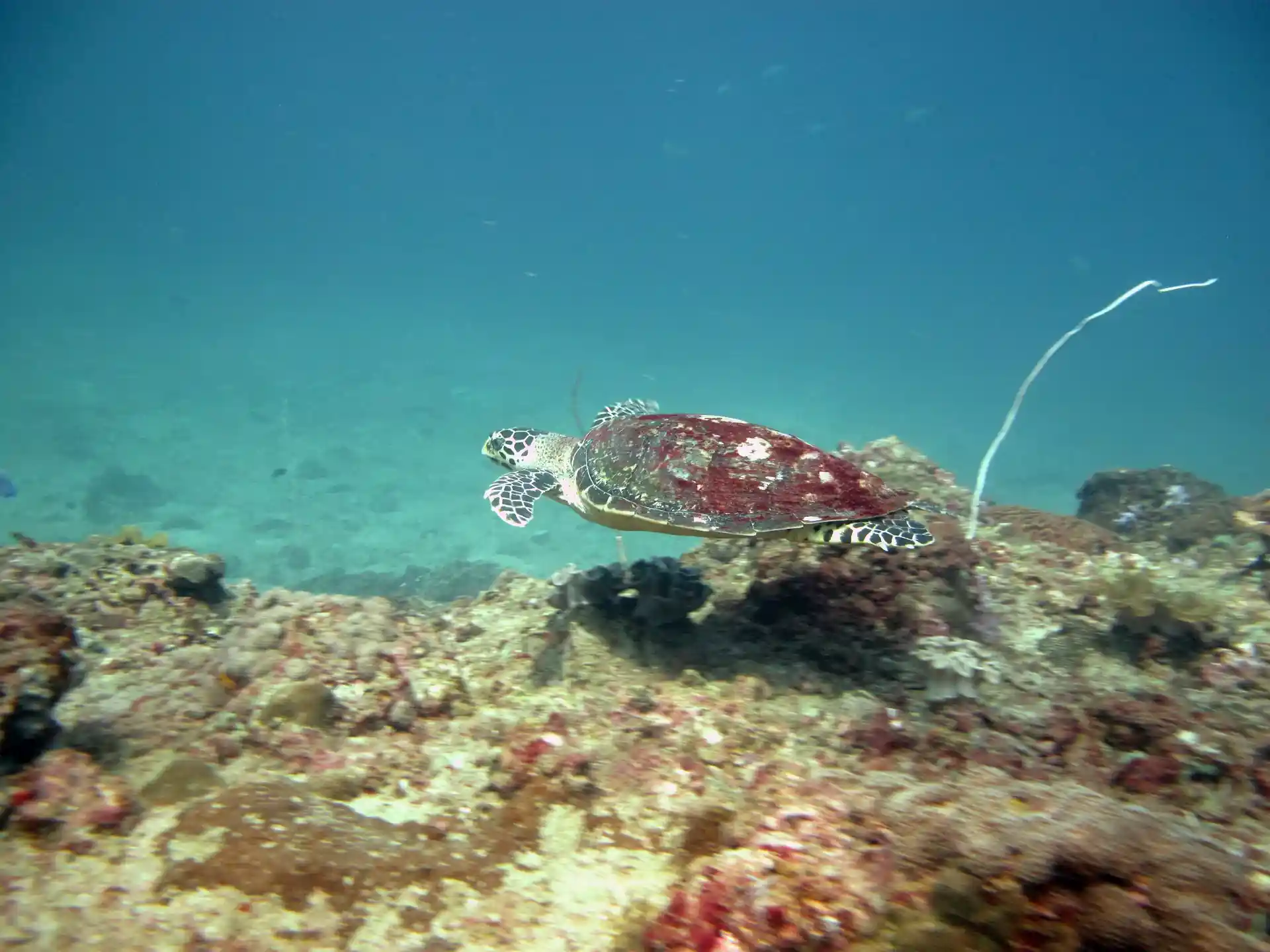 다이빙 포인트 사진