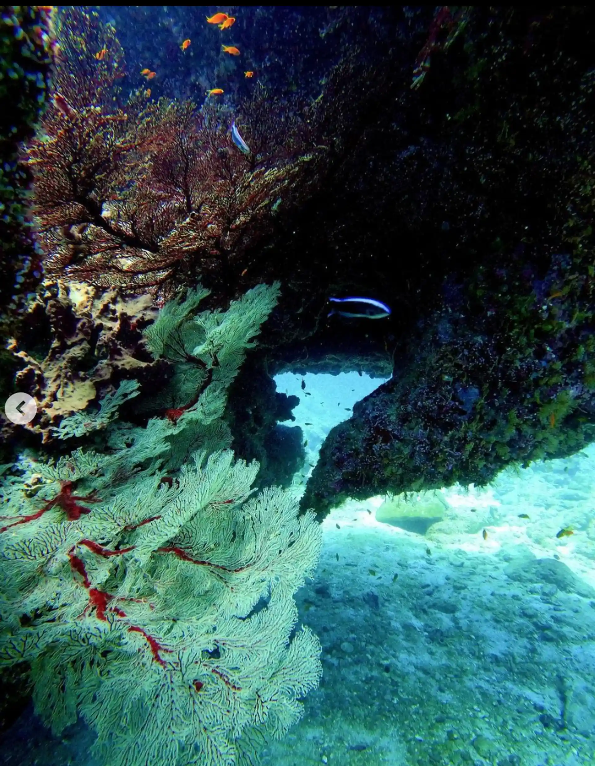 ダイビングサイトの写真