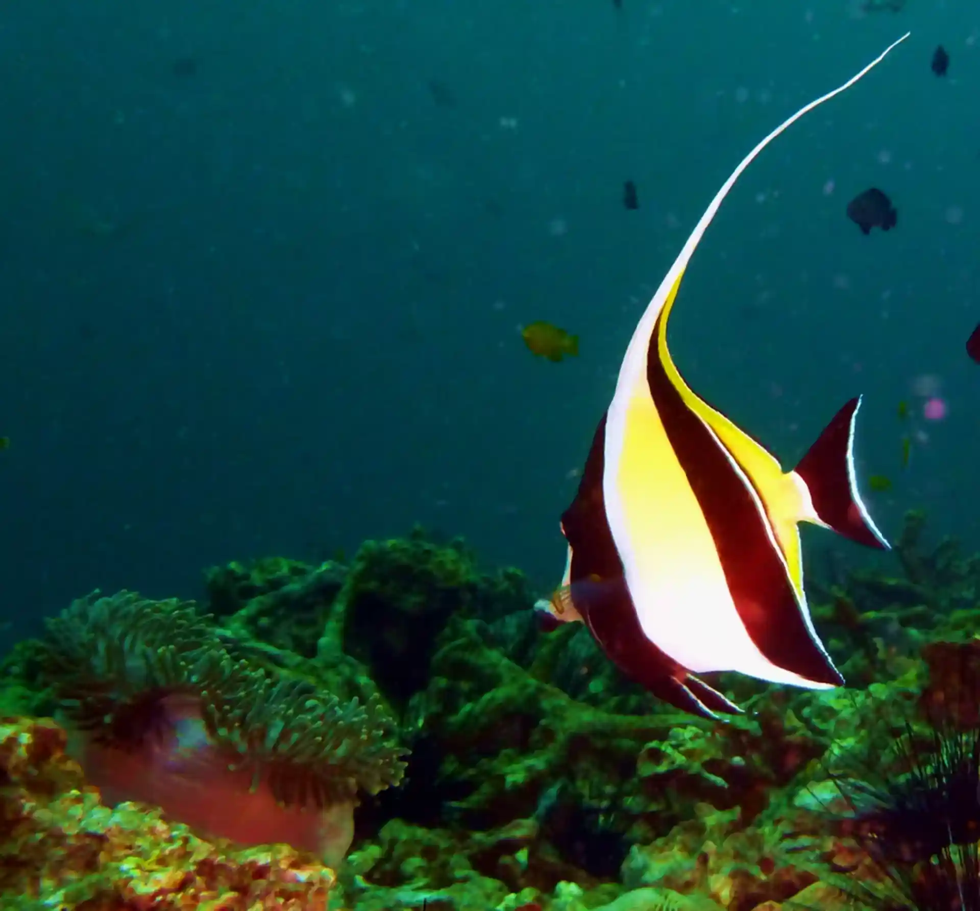 Foto des Tauchplatzes