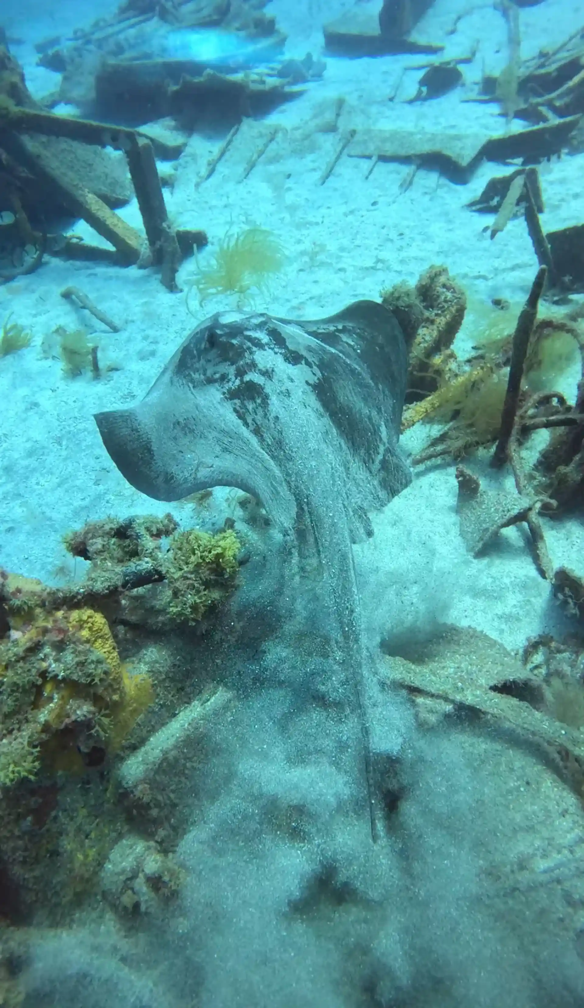 ダイビングサイトの写真