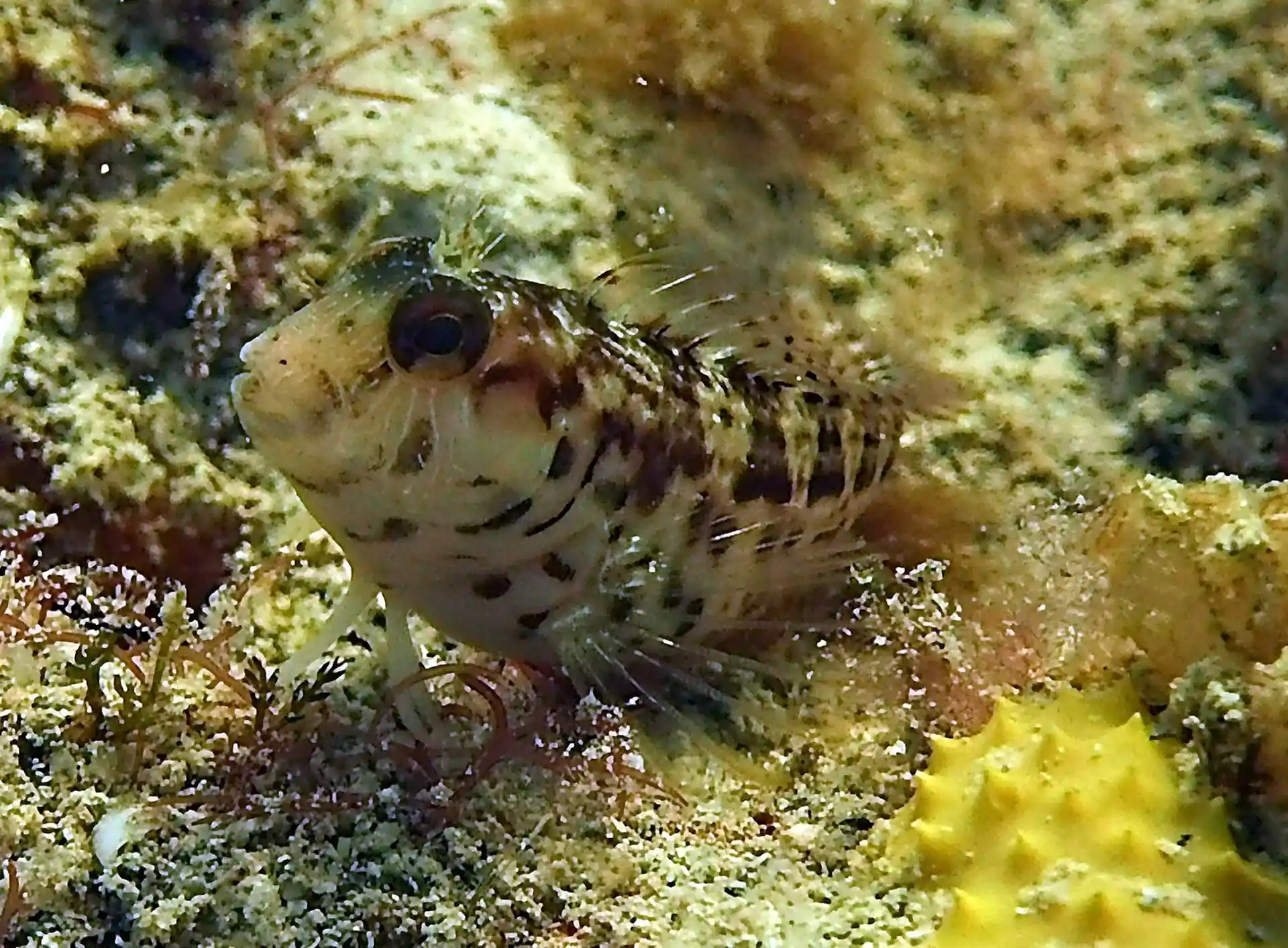 Foto van de duiklocatie