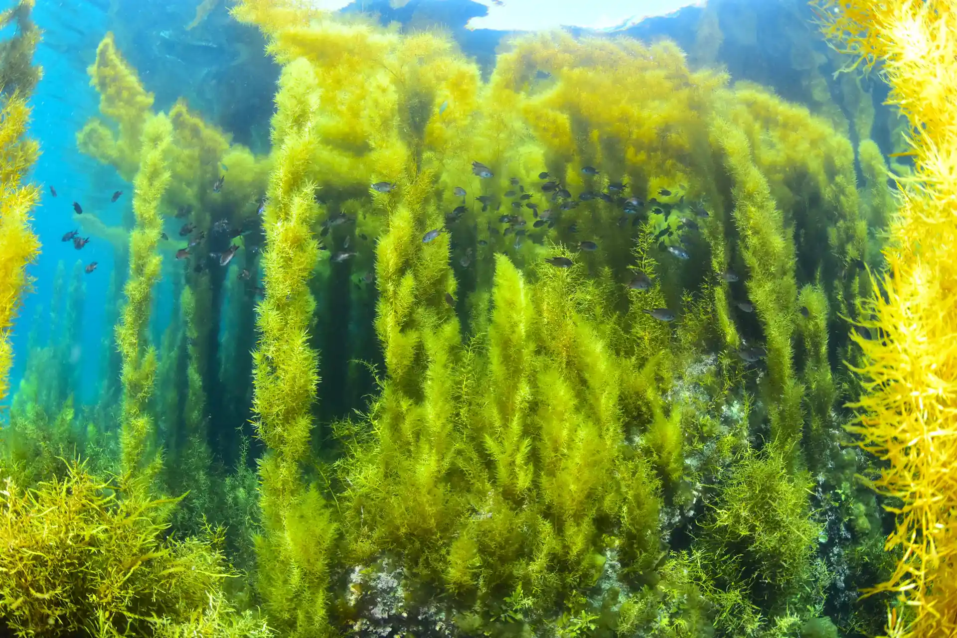 佐渡は海藻の豊かなしまです。春から初夏はきれいな森のようです。