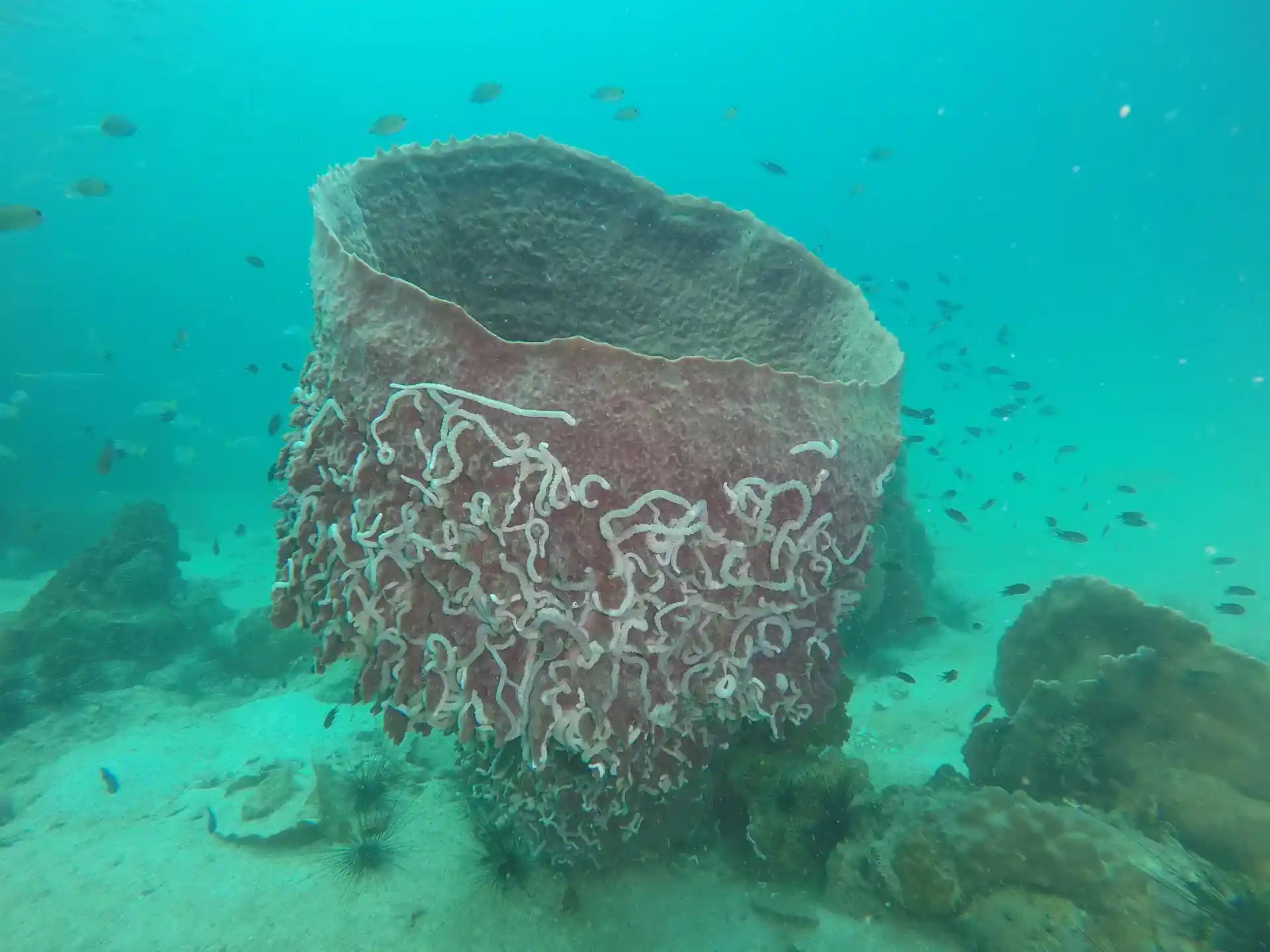 Dive site photo