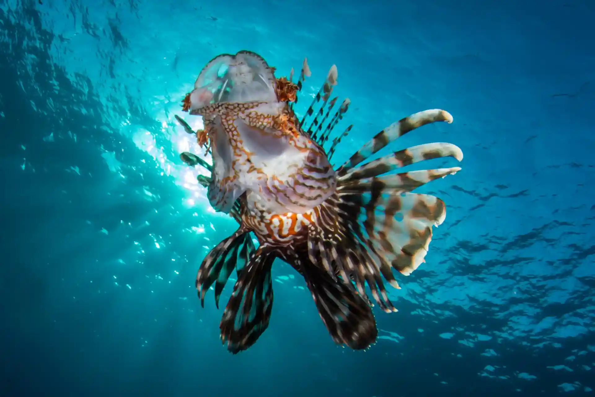 Photo du site de plongée