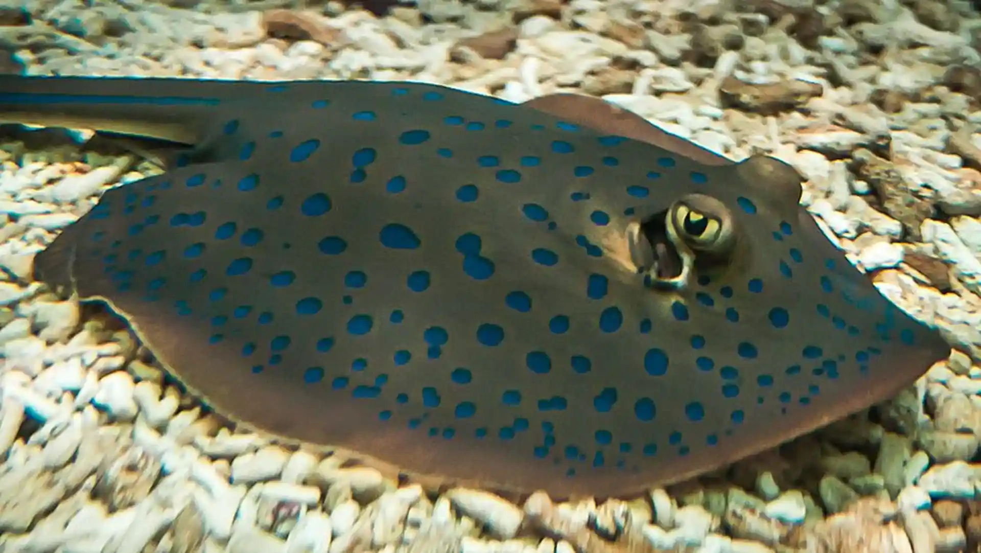 Foto del sitio de buceo