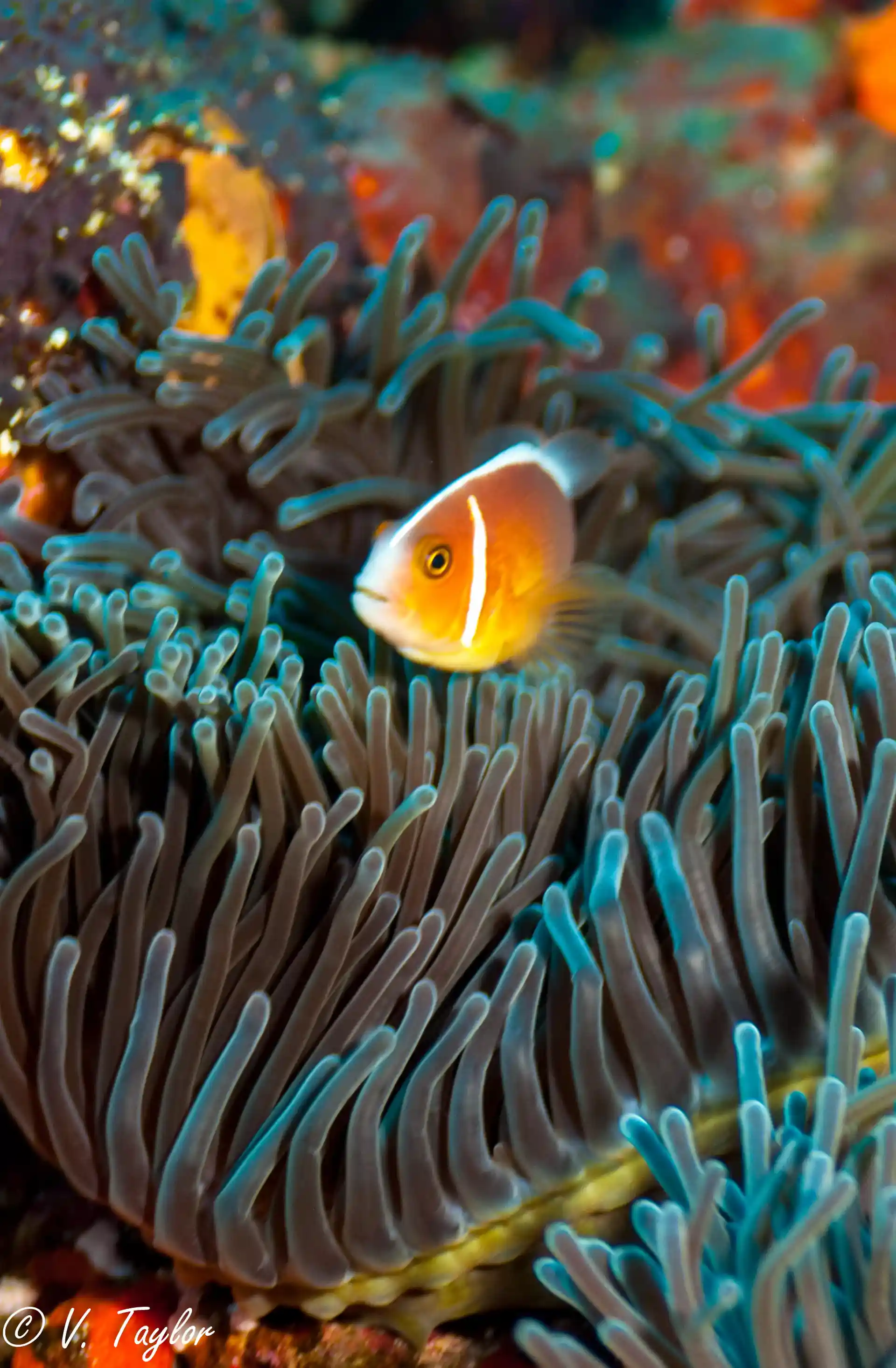 One of the many species of clown anemone fish found around the slopes.