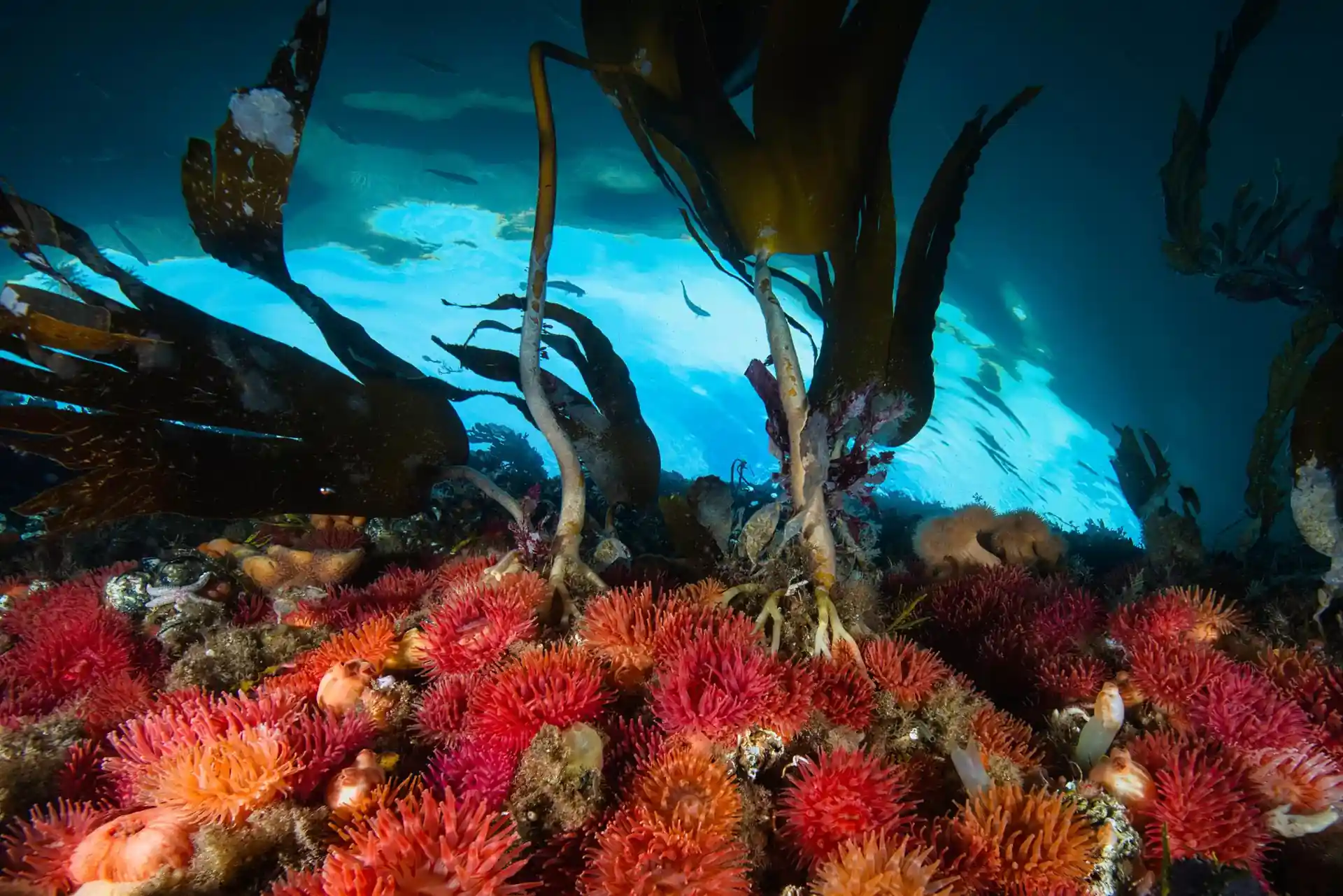 Foto de la tienda de buceo