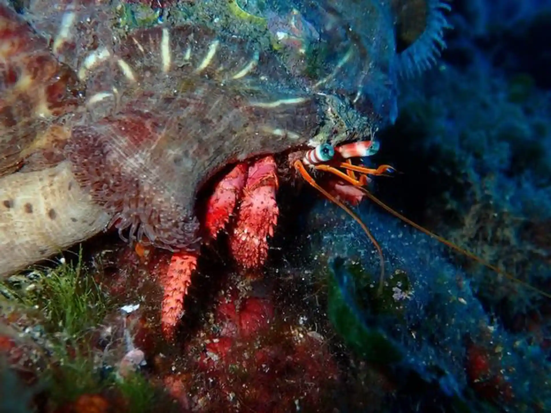 Immersione d'avventura naturalistica