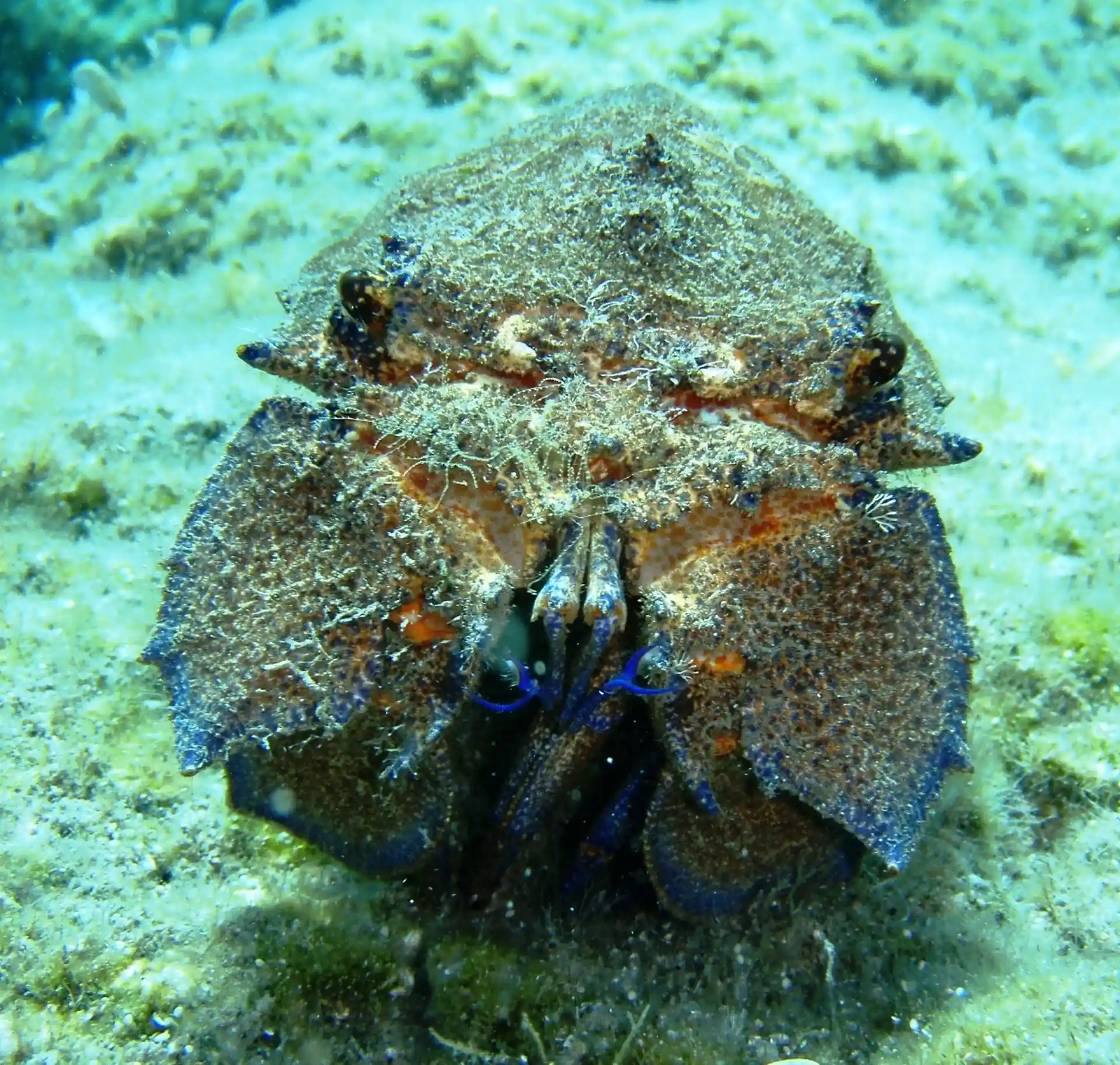 Ein neugieriger Pantoffelhummer!