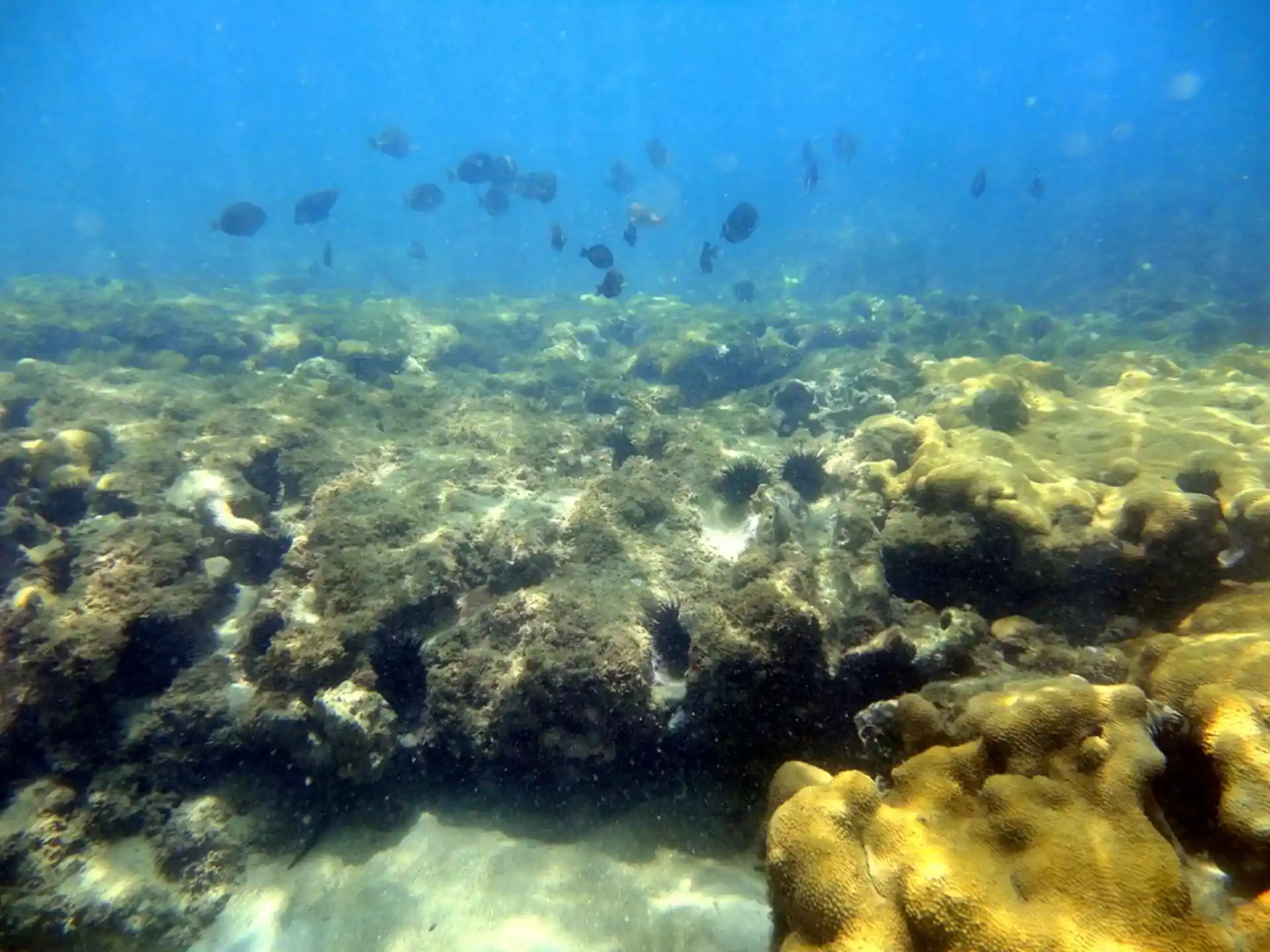 Dive site photo