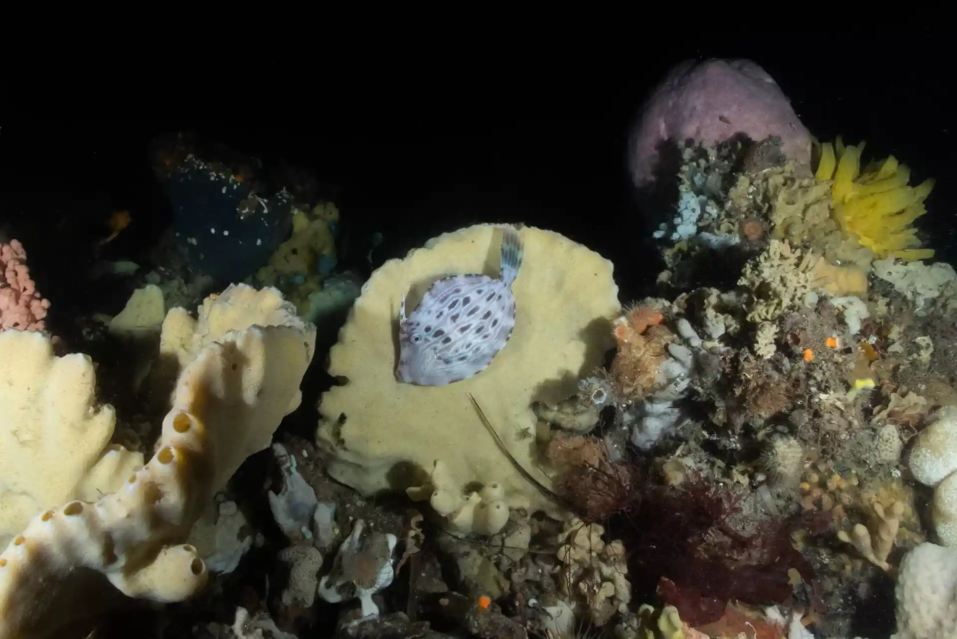 다이빙 포인트 사진